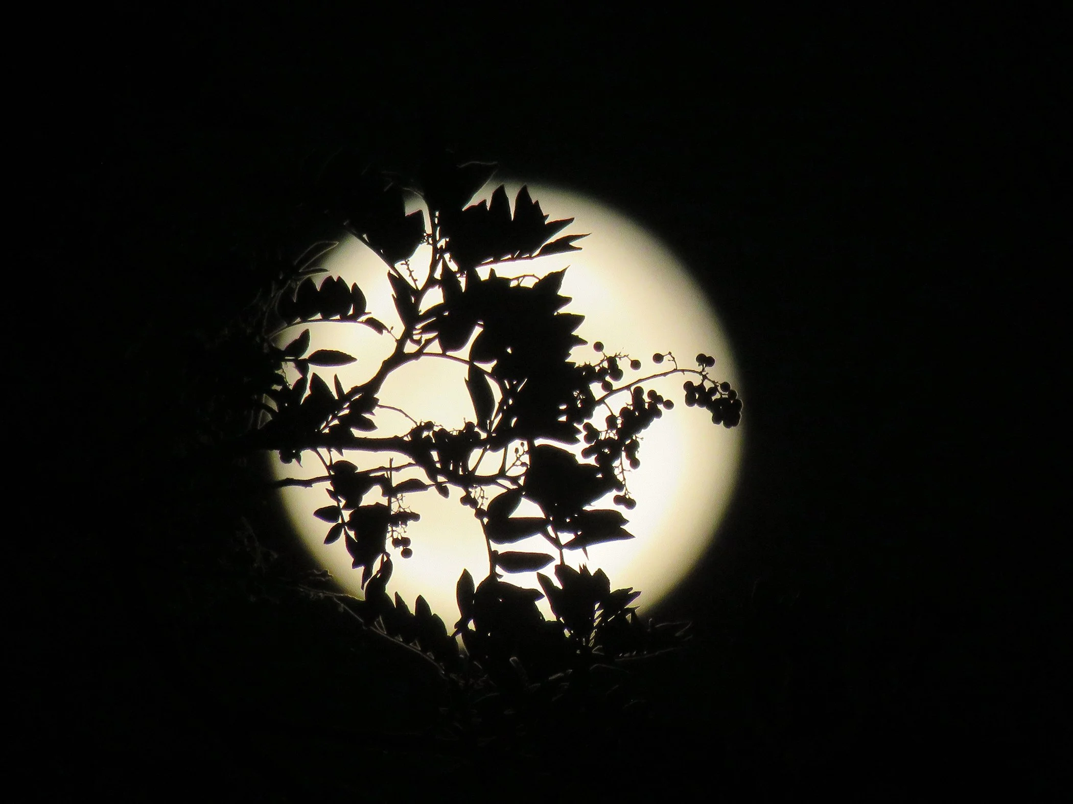 Zen Moon_6750 copy.jpg