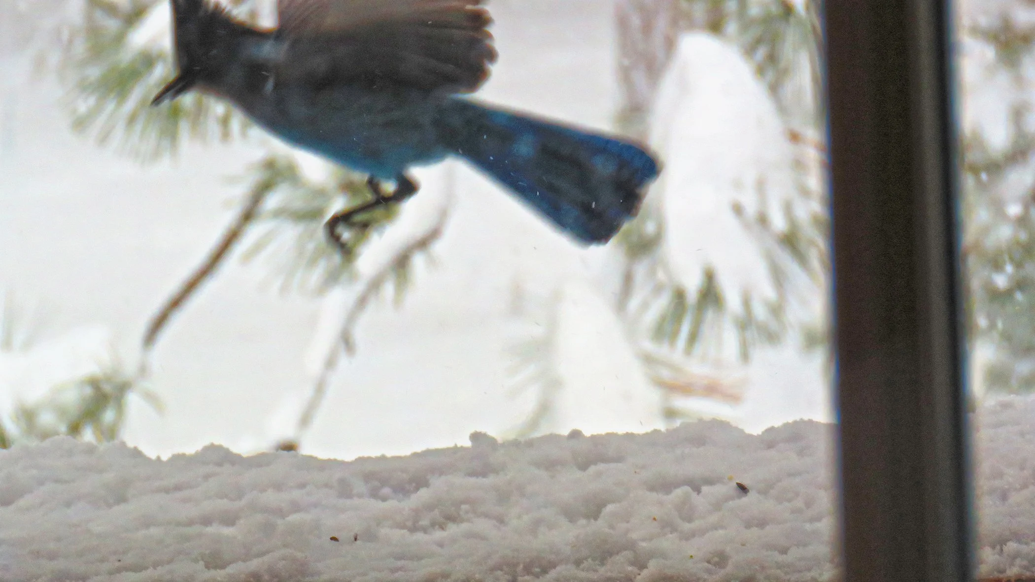 Blue Jay_0610 copy.jpg