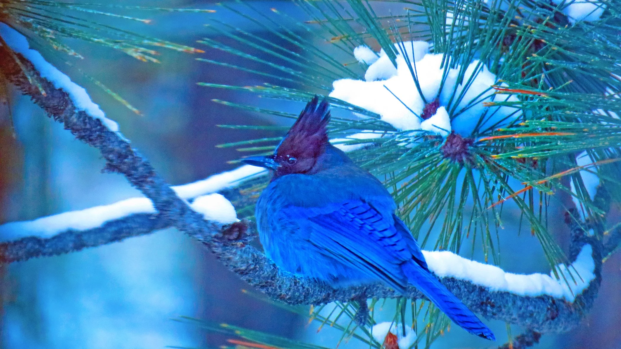 blue Jay_9197 copy.jpg