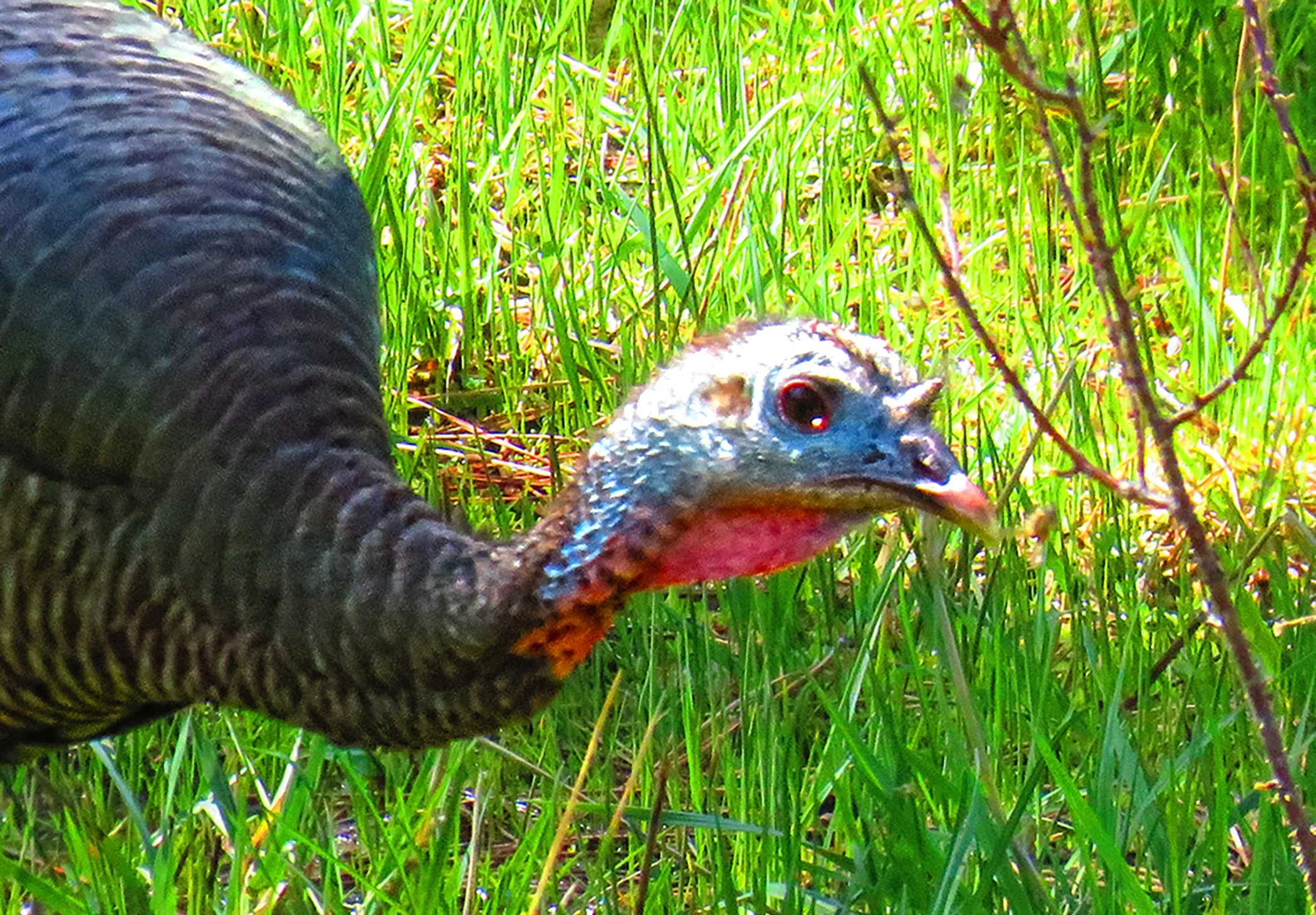 TurKey_2521 copy 2.jpg