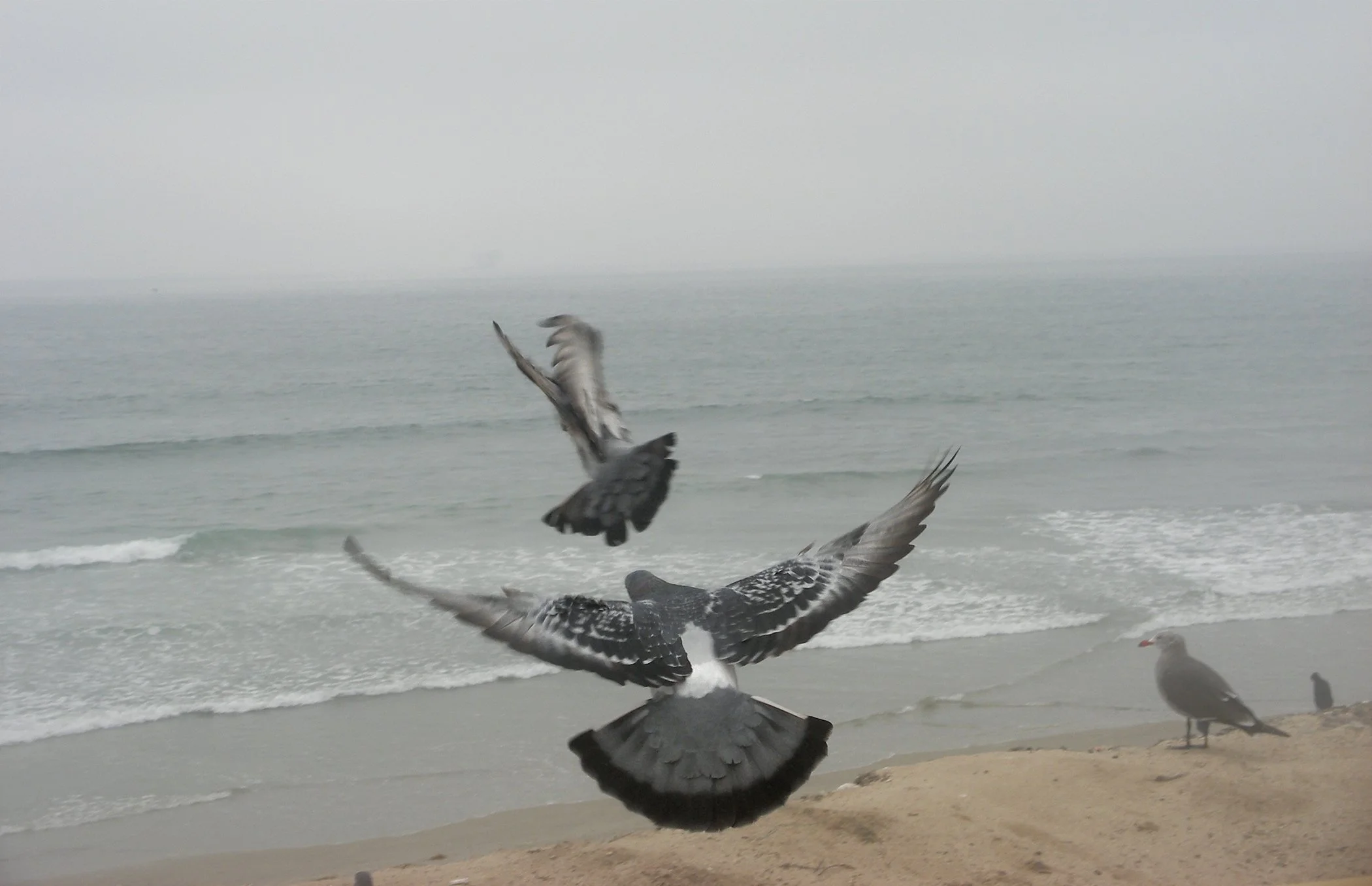 Pigeons 6343 copy.jpg