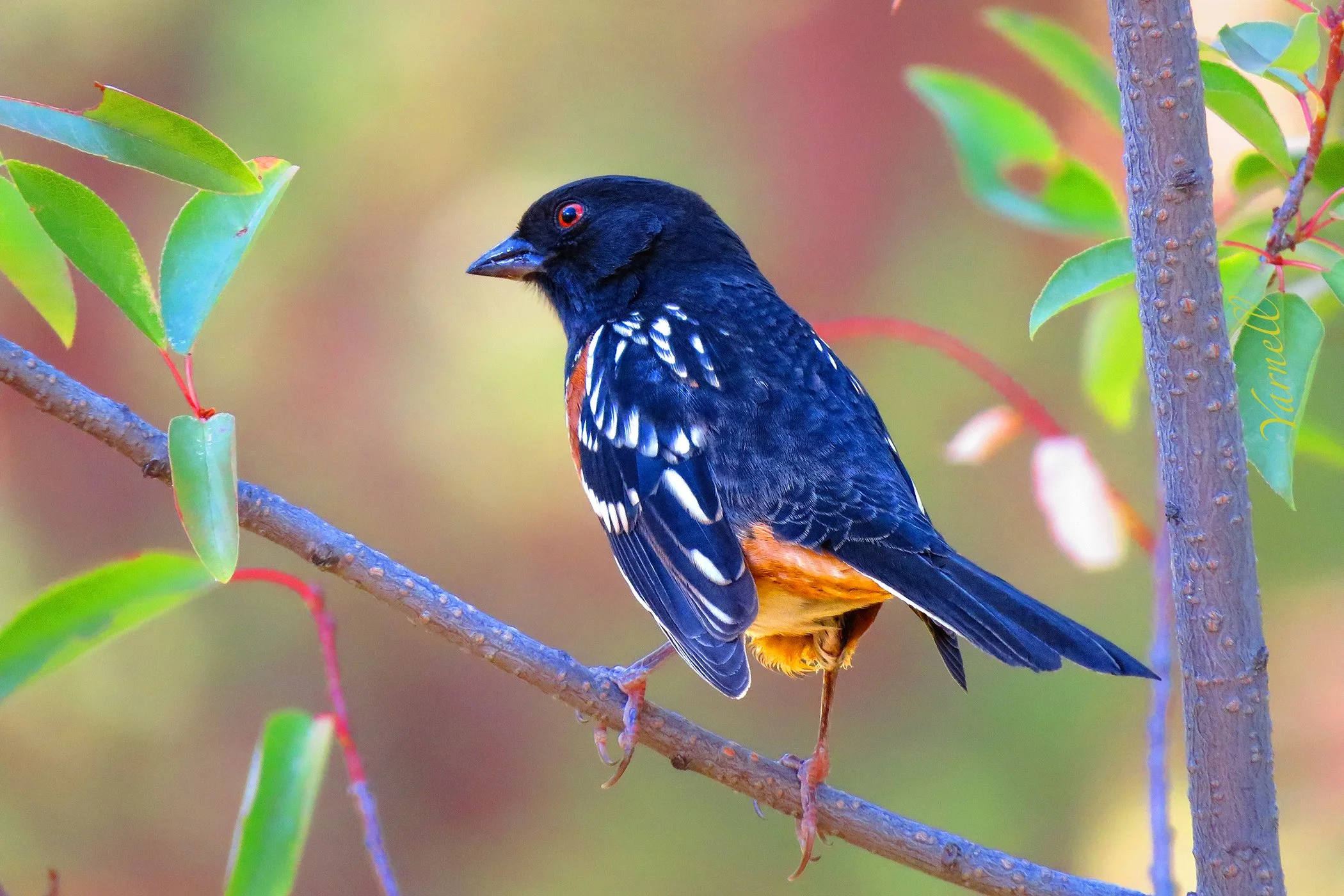 Spotted Towhee_7217.jpg