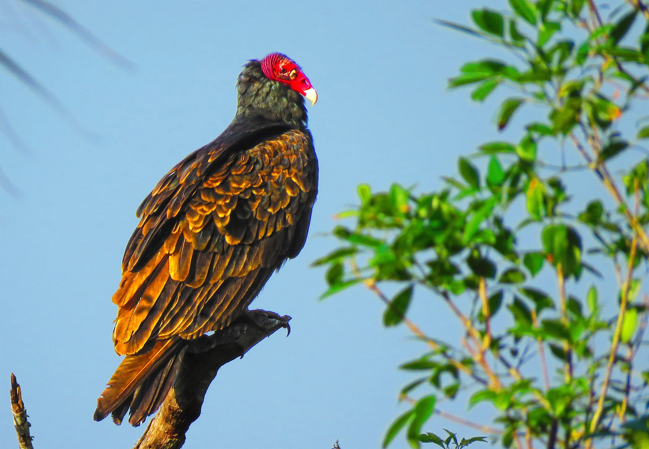 Vulture_8854 copy.jpg