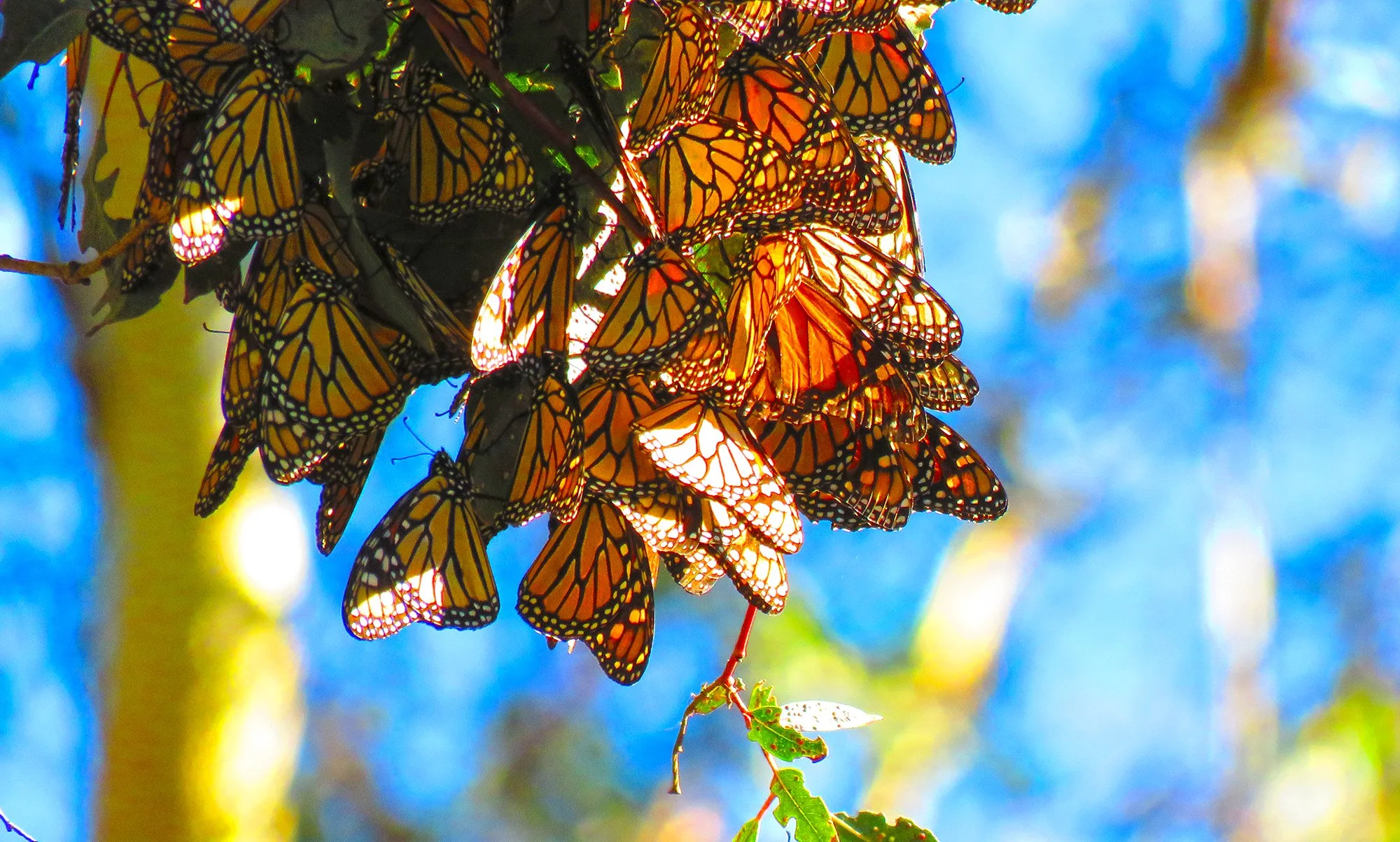 55 Butterflys_0455.jpg