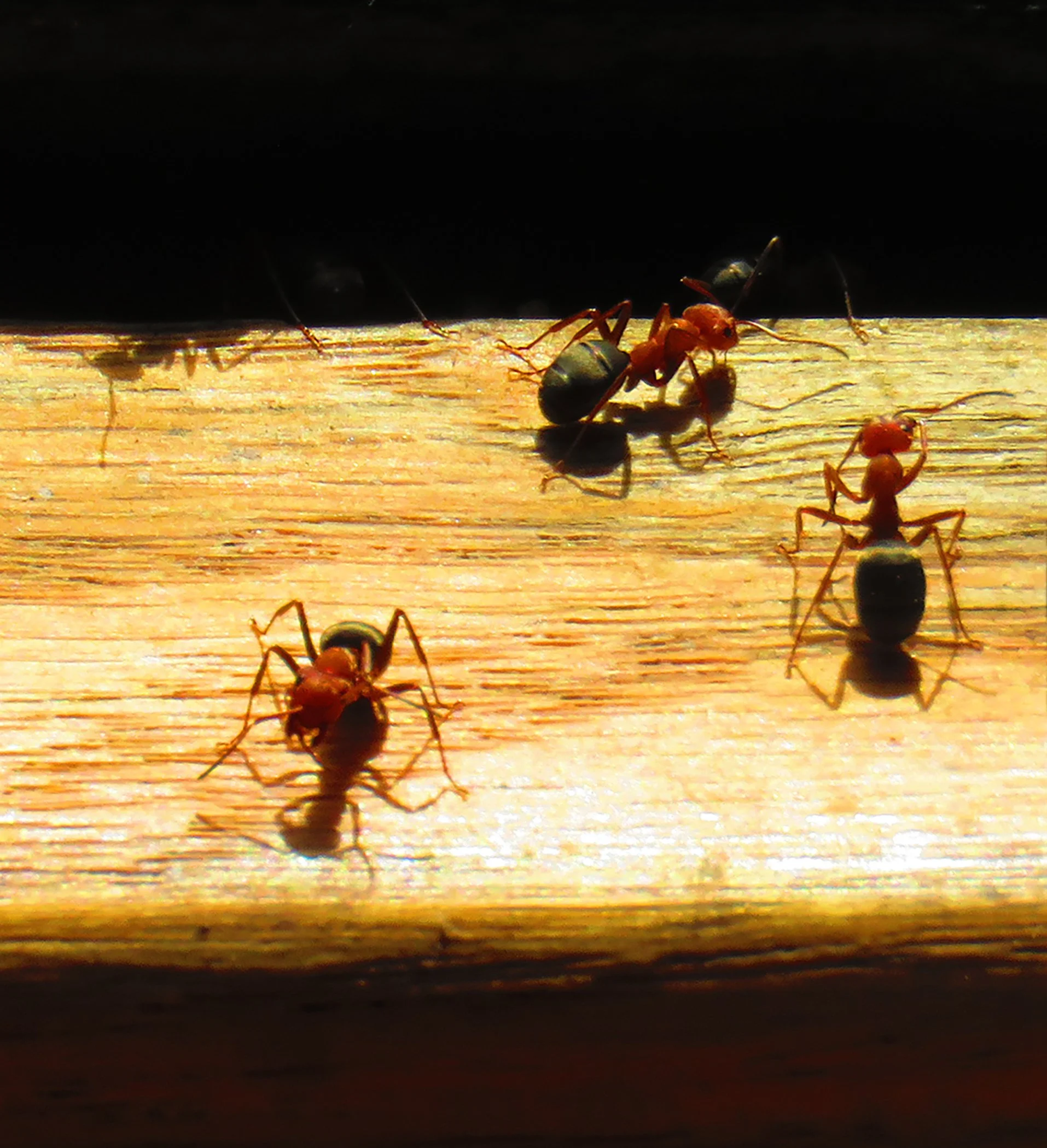 Ants_2236 Verticle copy.jpg