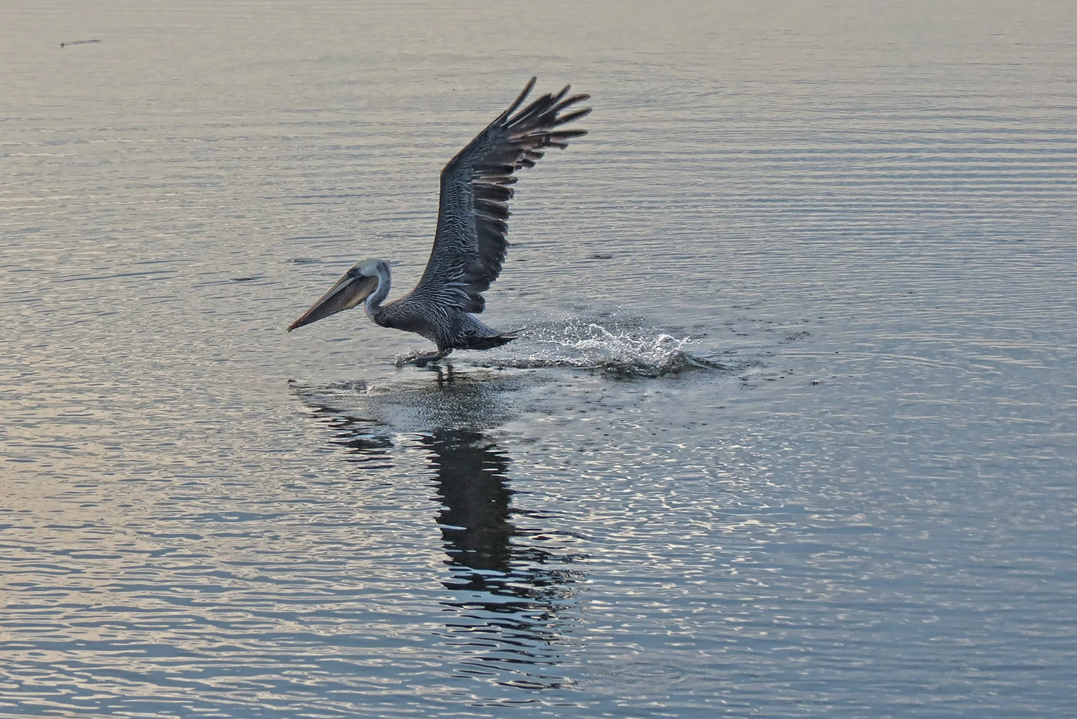 Pelican_9336 copy.jpg