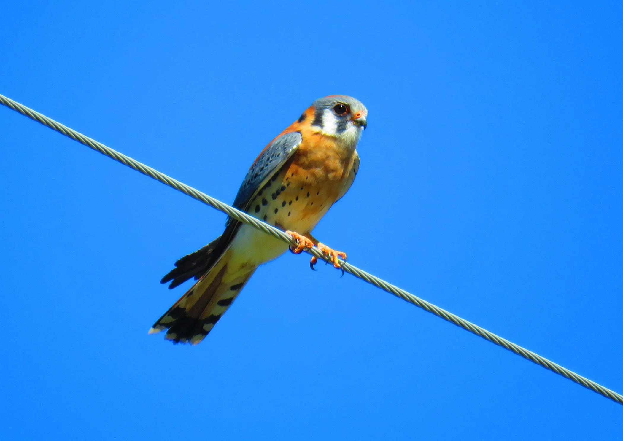 American Kestrel_2543 no sig.jpg