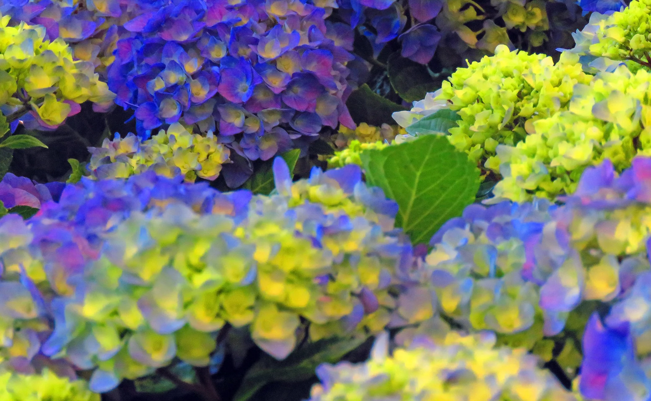 Hydrangea_4167 copy.jpg