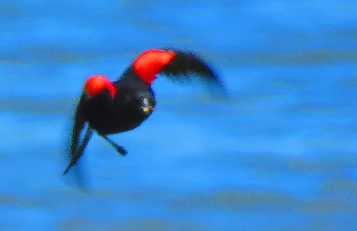 Black Wing BB_5438 copy.jpg