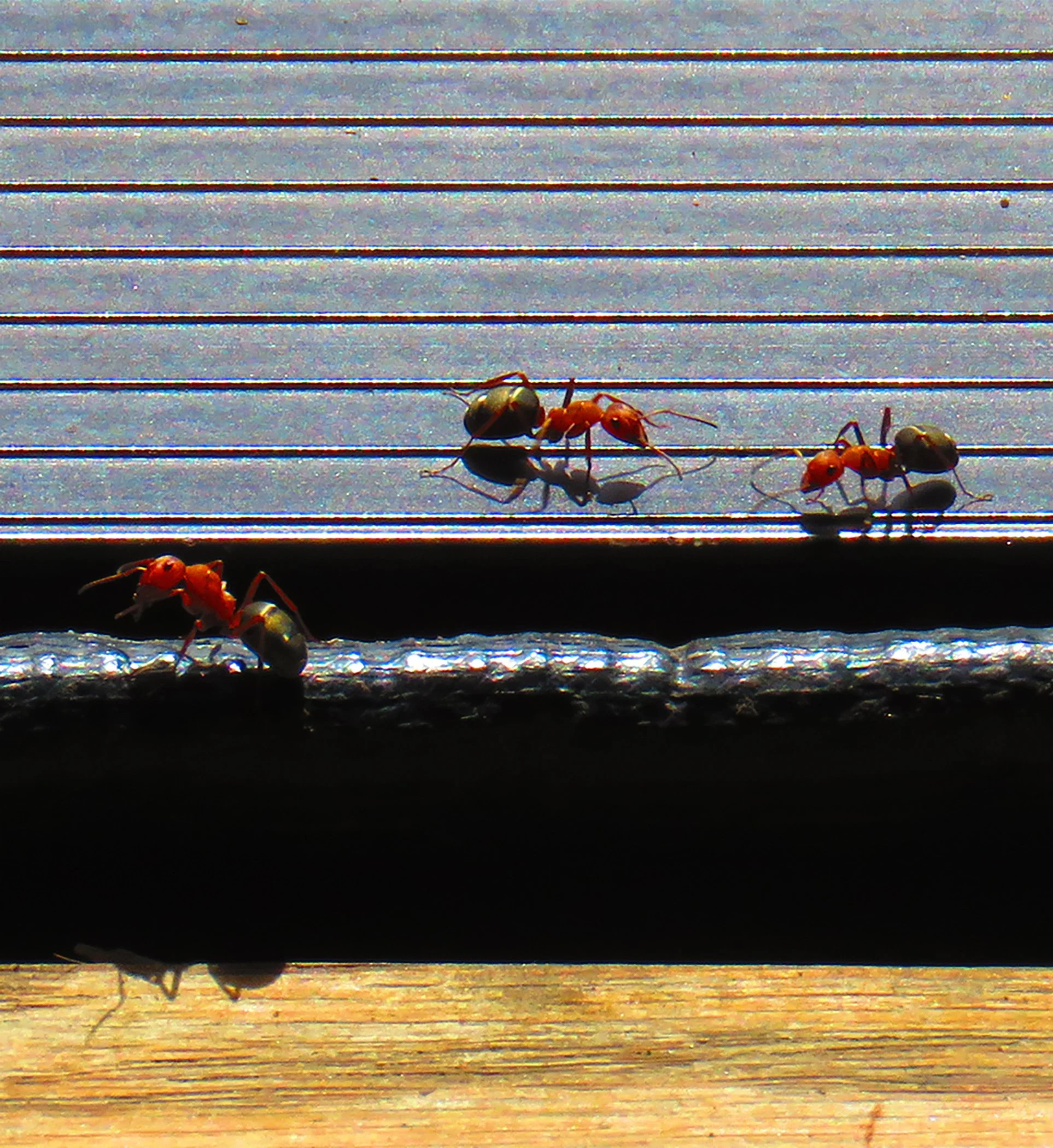 Ants_2246 Verticle copy.jpg