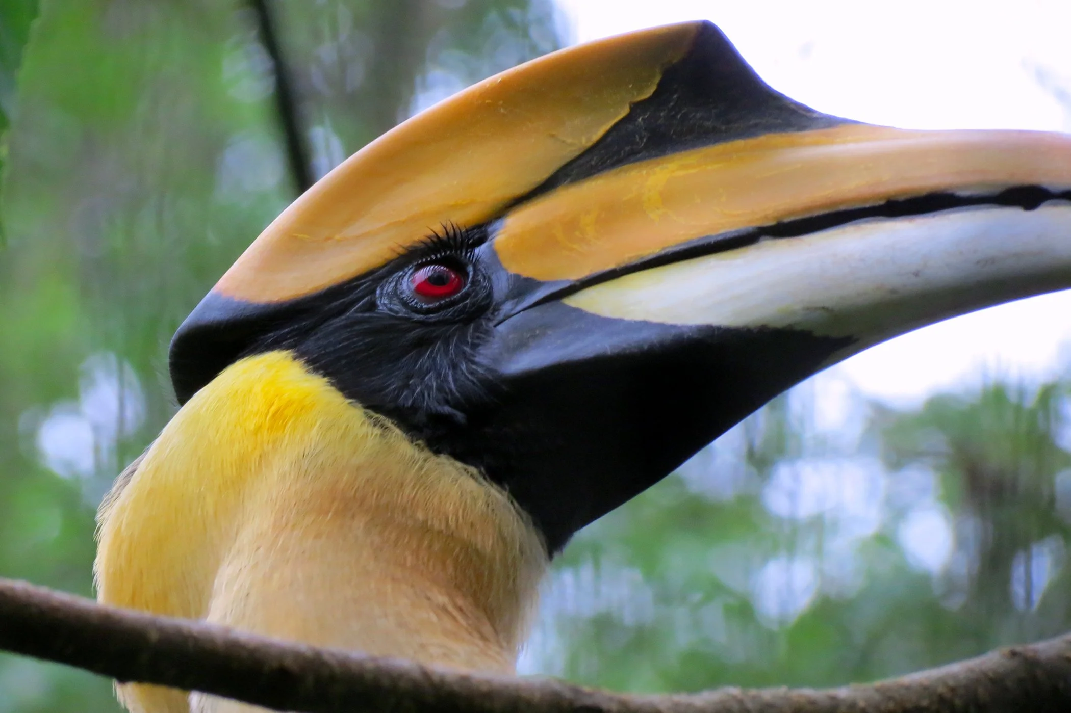 Toucan_4118.jpg