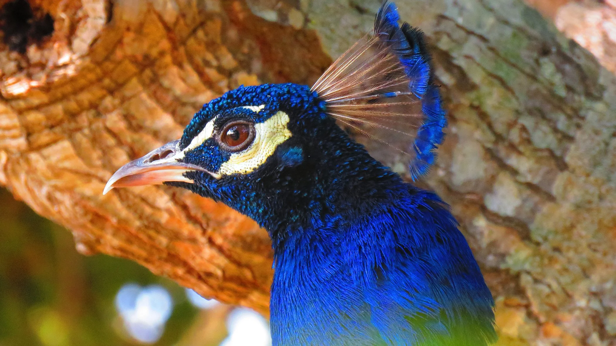 Peacock_5674 copy.jpg