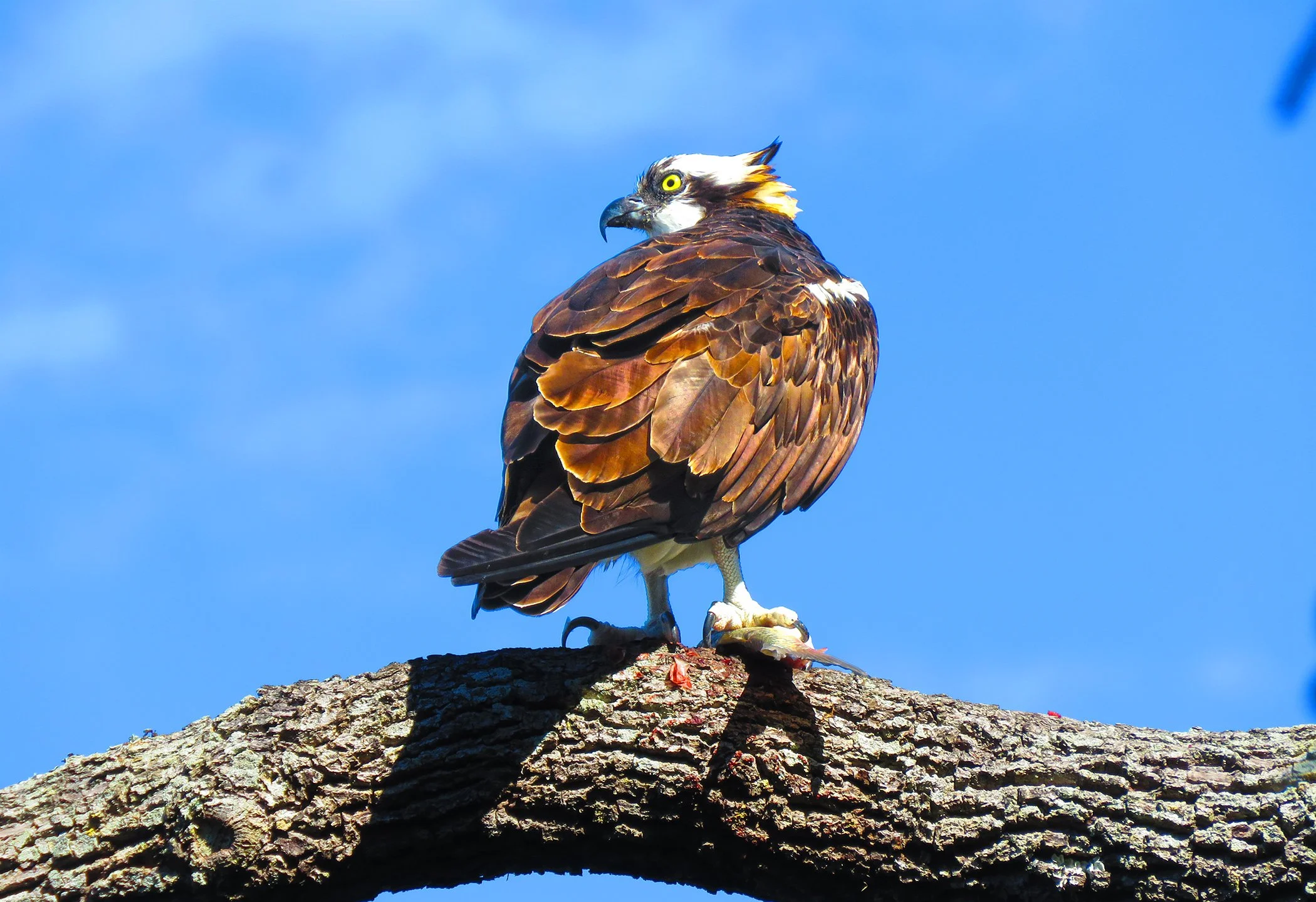 Osprey_6481 copy.jpg