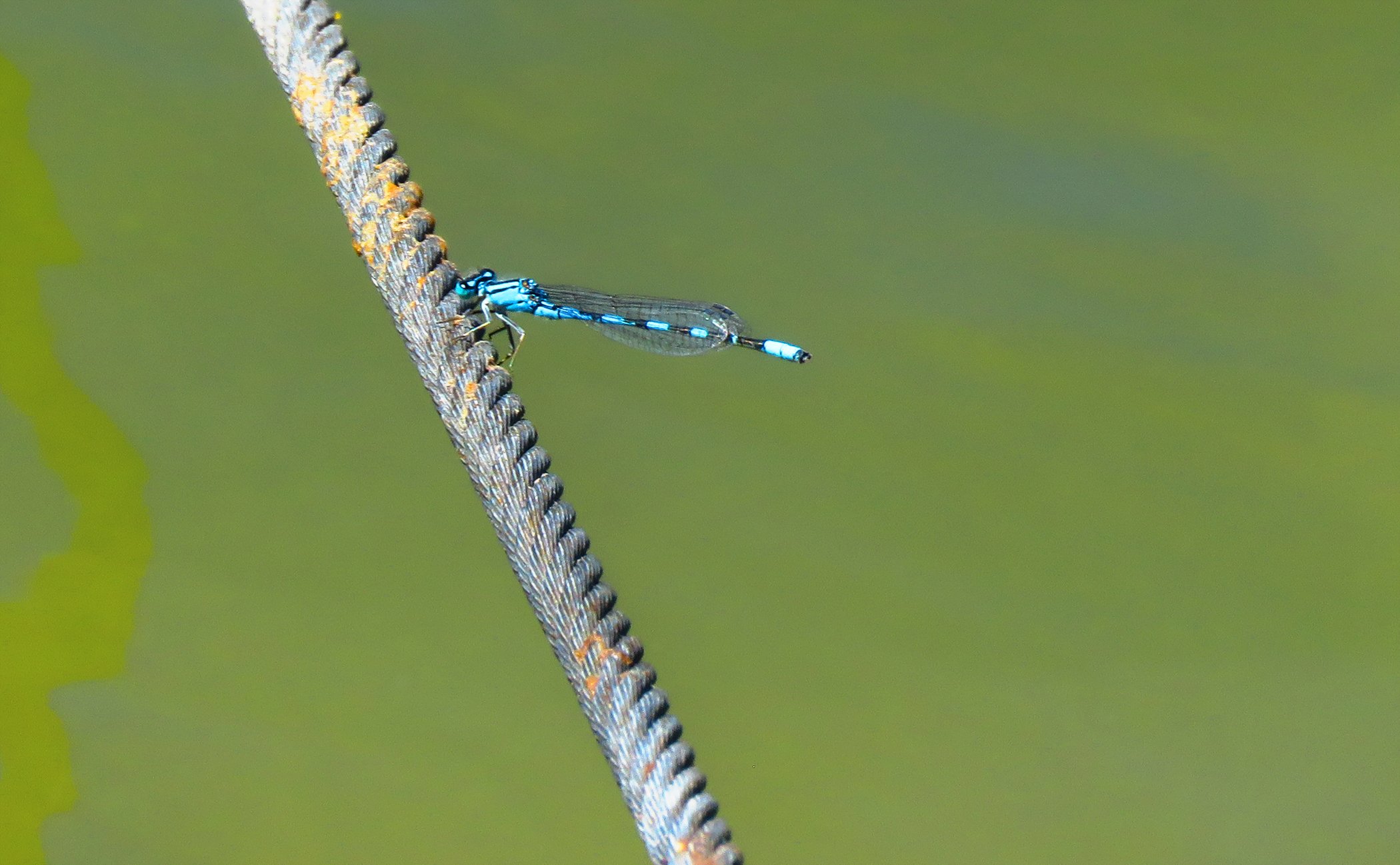 Dragonfly_2537 copy.jpg