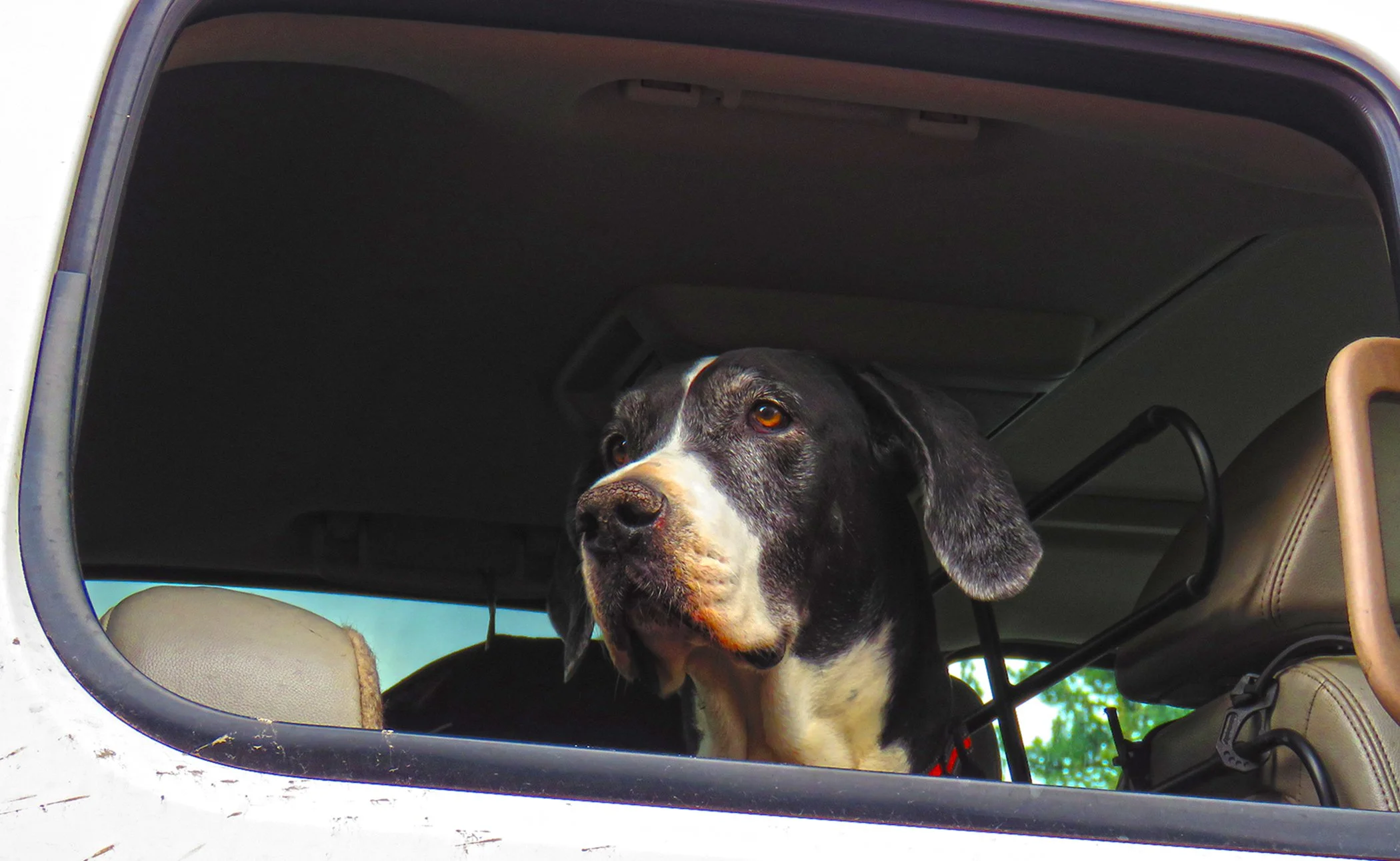Dog ins car_8882 copy.jpg