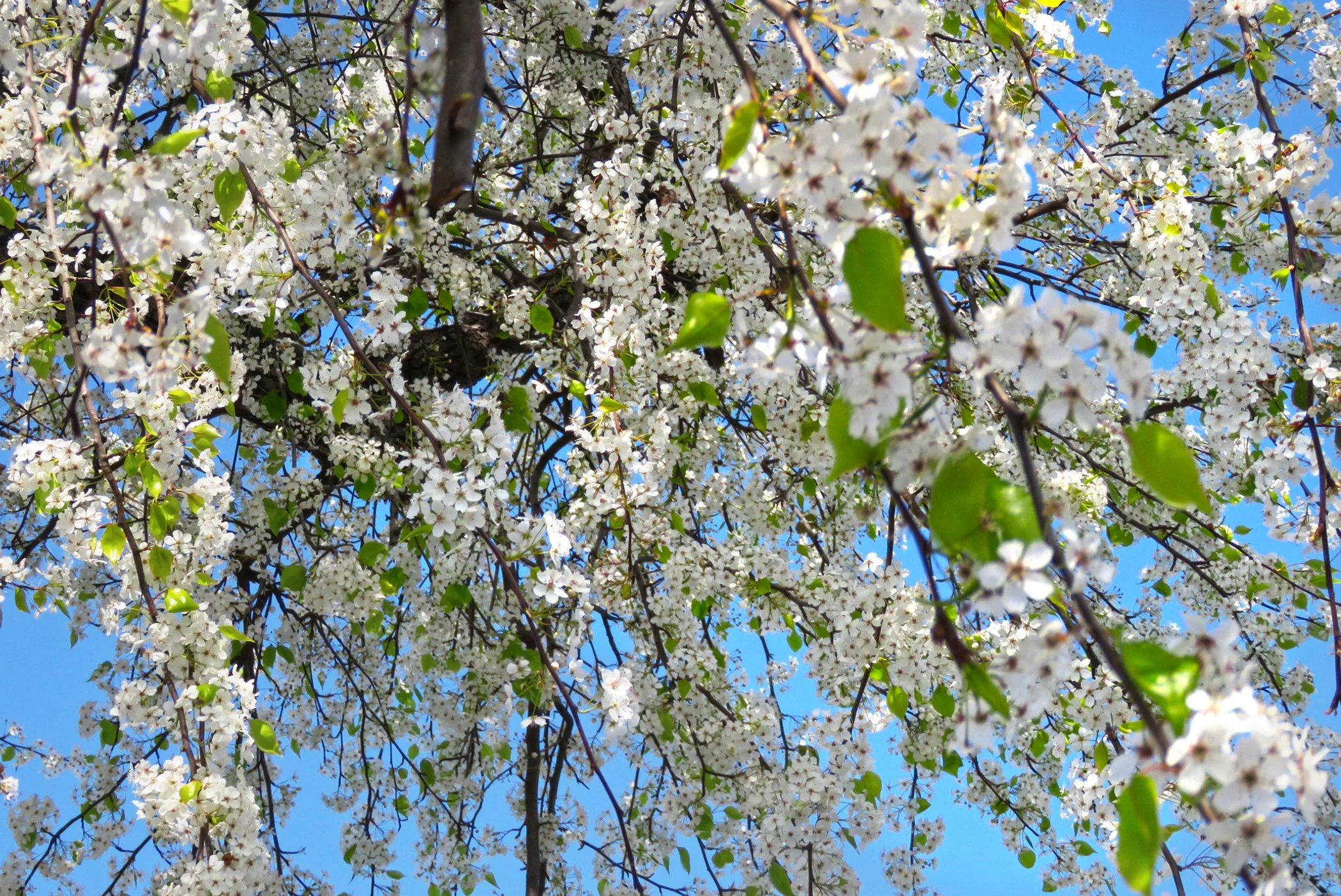 Blossoms_0244 copy.jpg