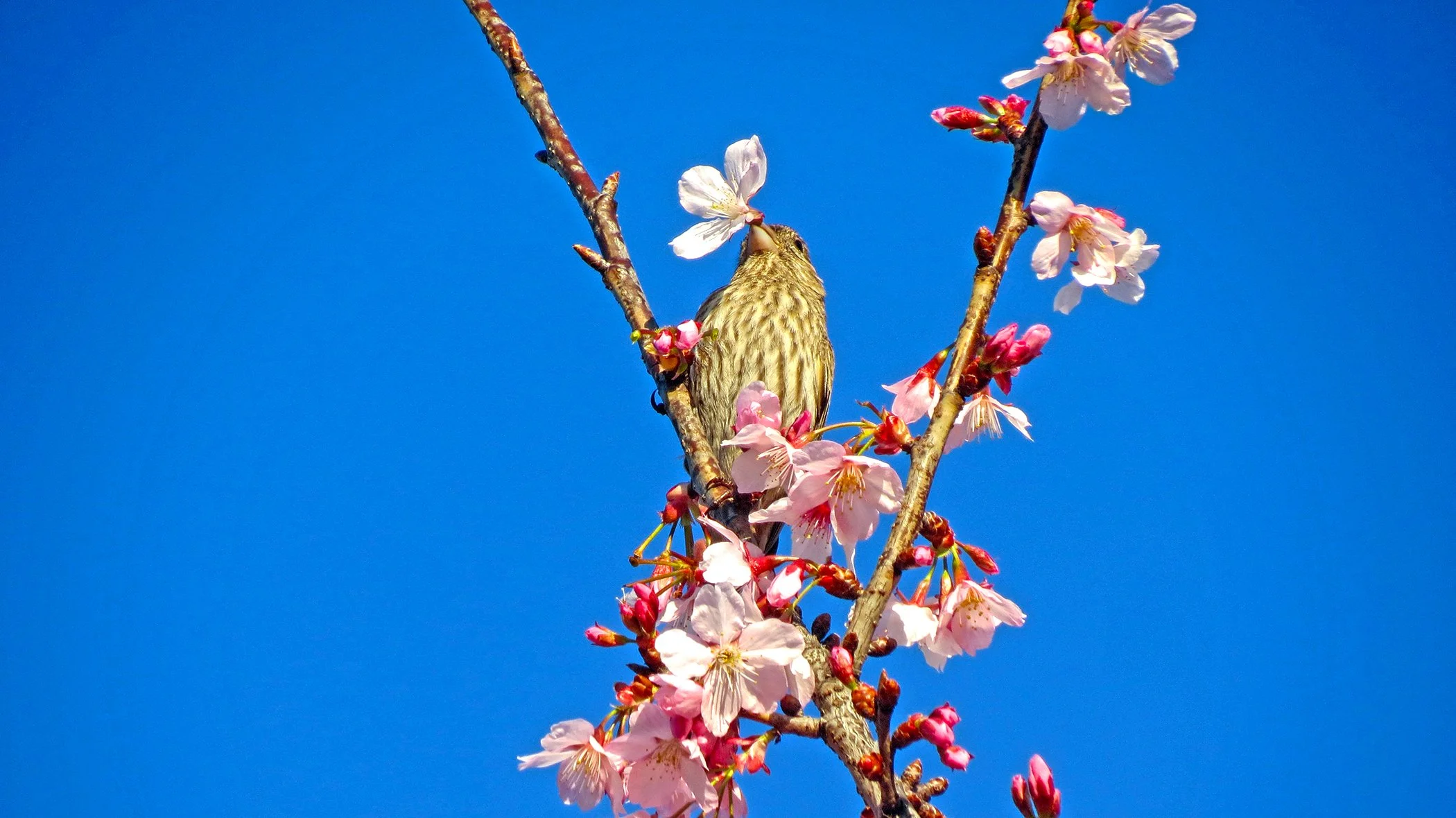 Bird with Flowers_3287 copy.jpg