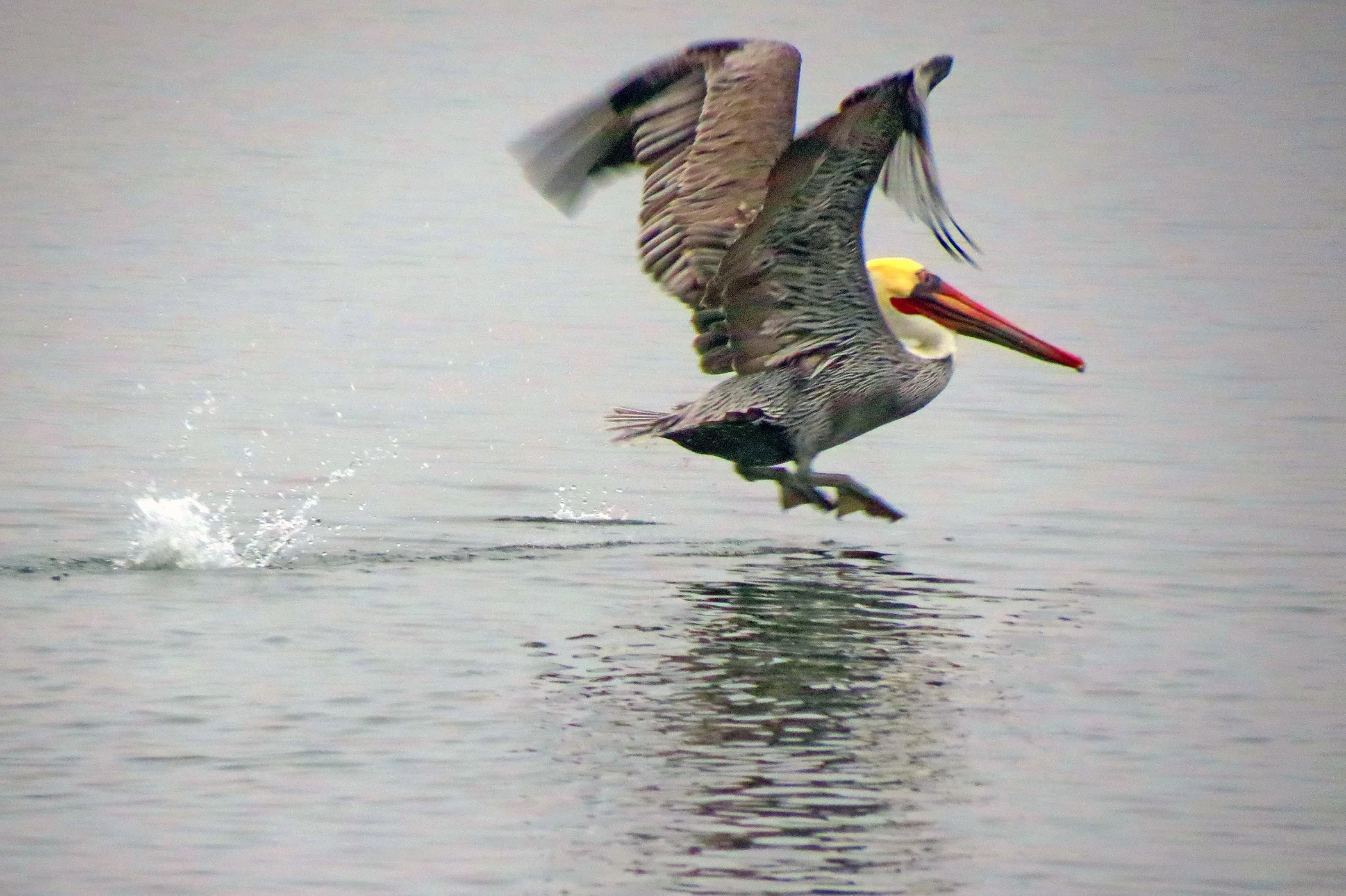 Pelican_8953 copy.jpg