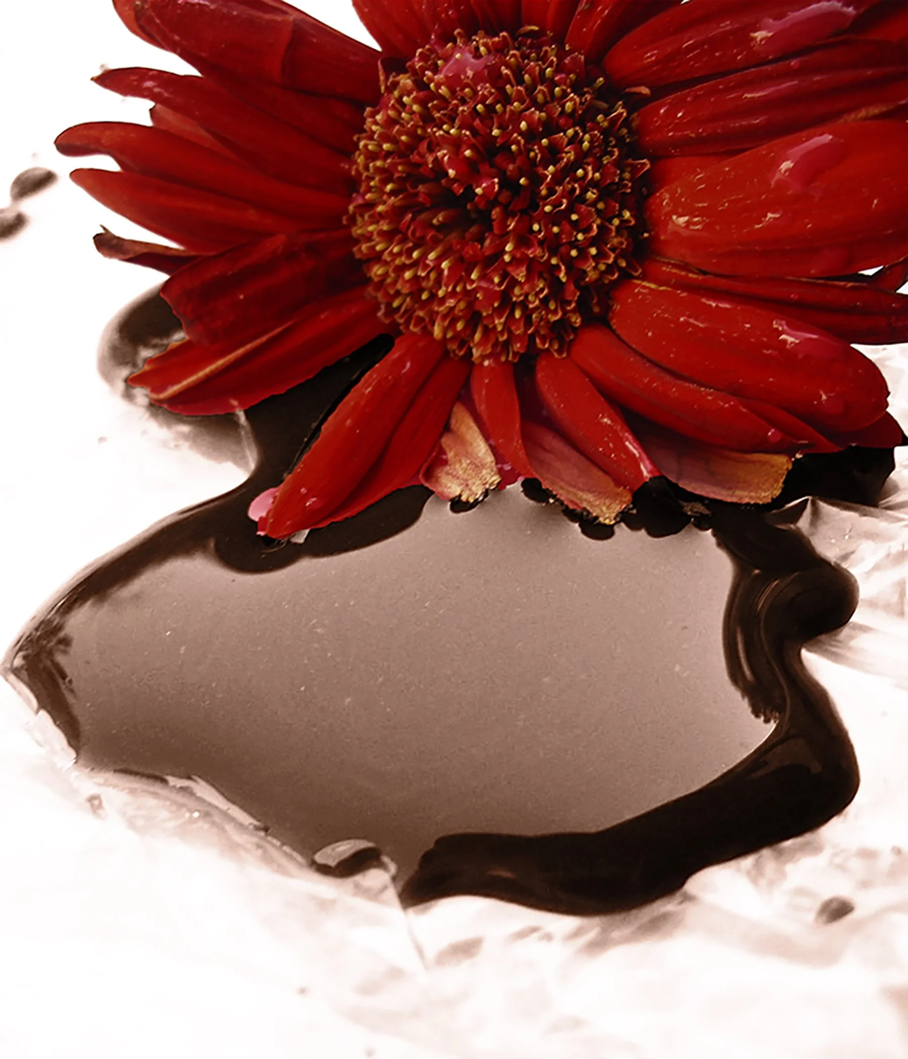 Gerbera 6589 copy.jpg