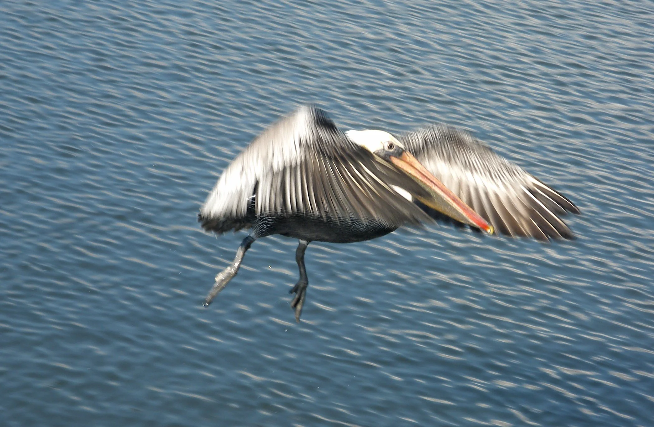 Pelican_4548 copy.jpg