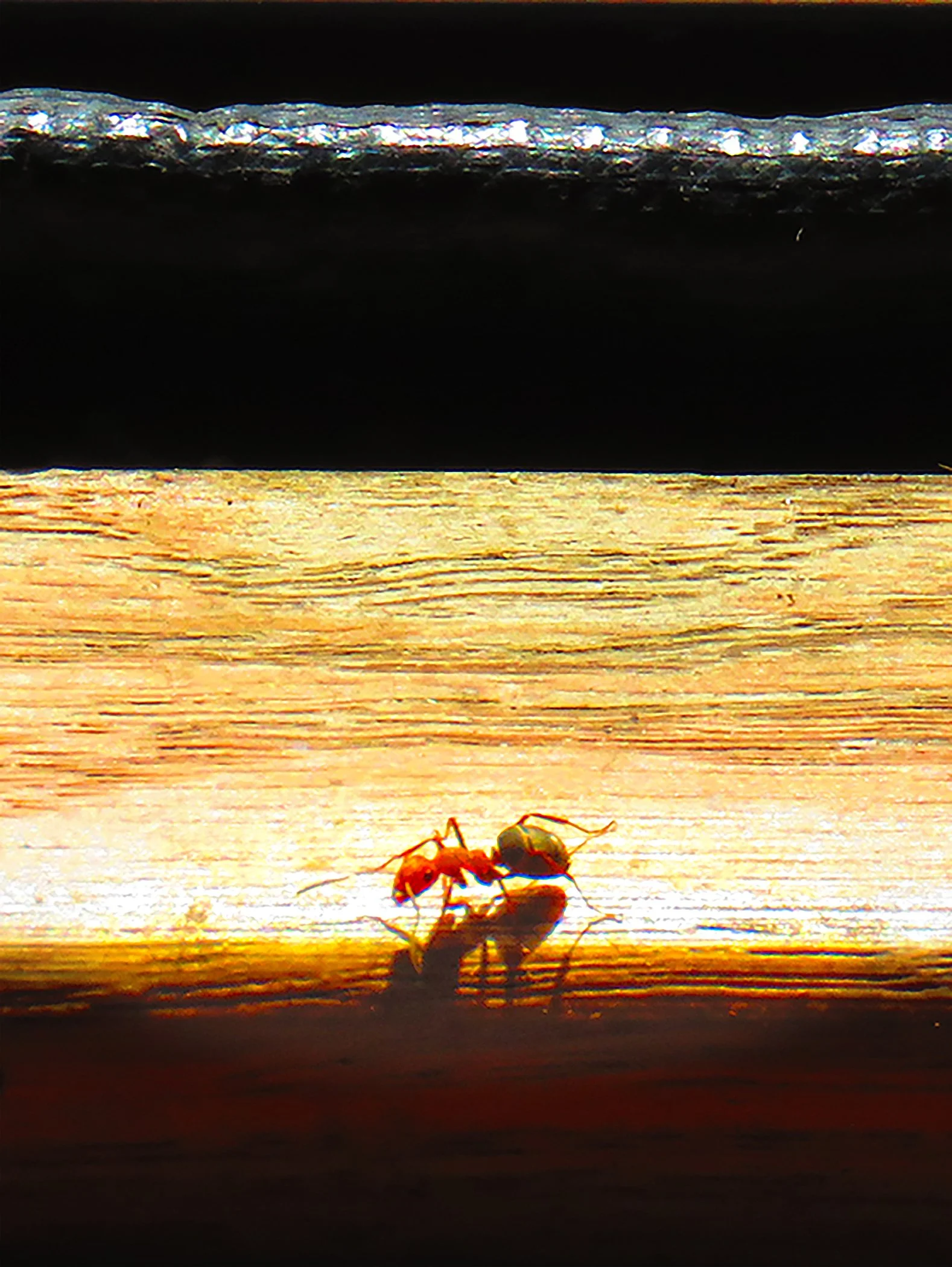 Ants_2247 Verticle copy.jpg