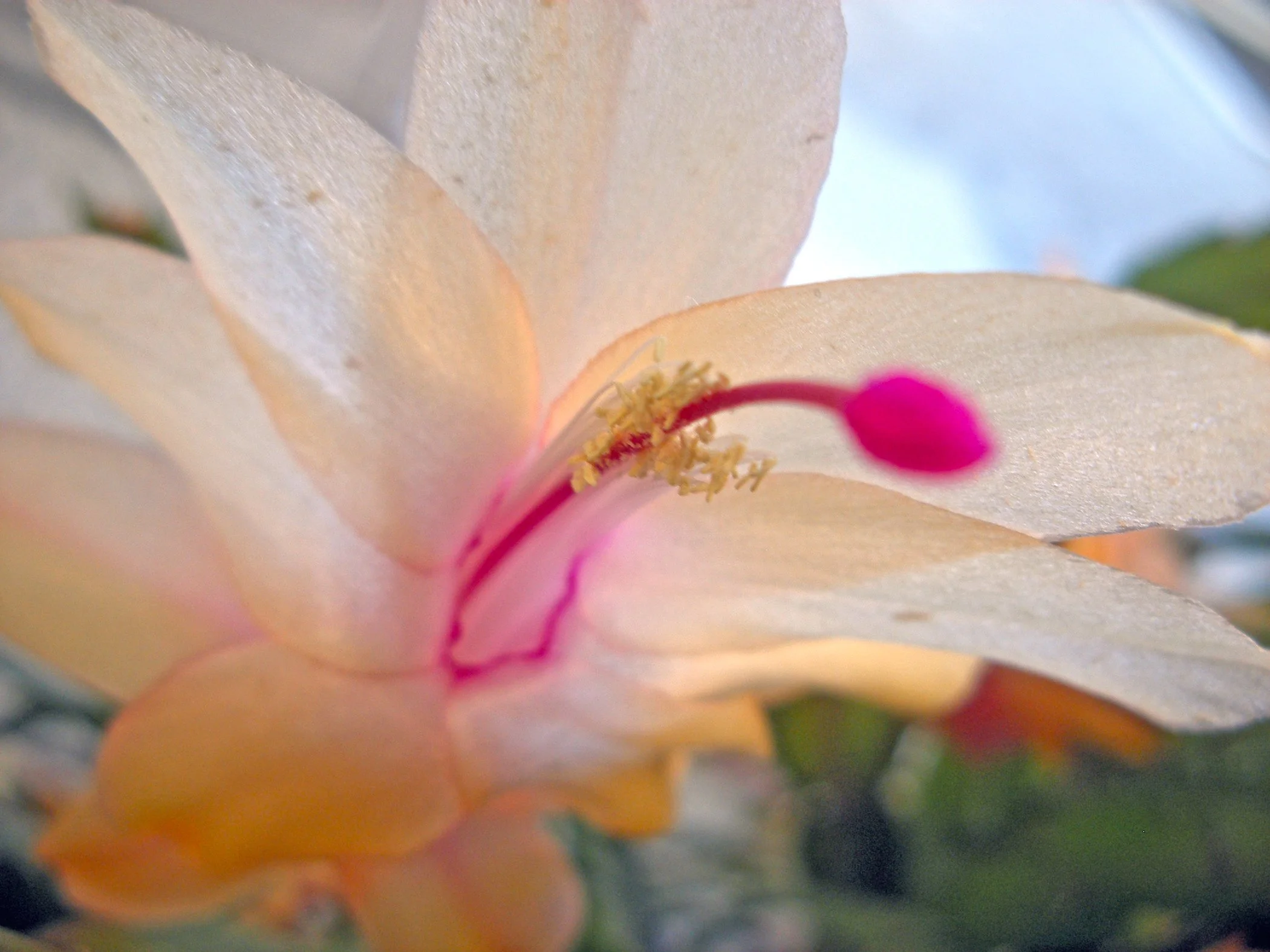 Flower_3429 copy.jpg