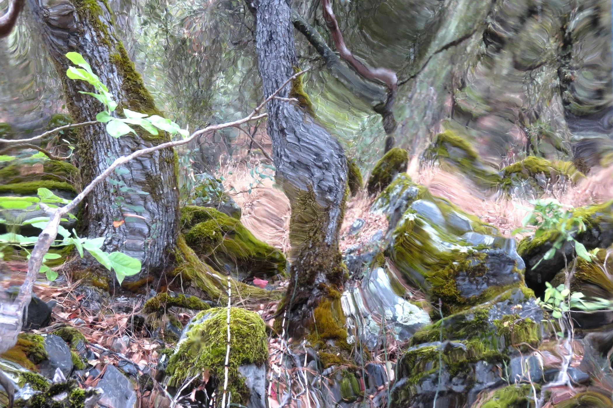 Distorted _6206 copy 2.jpg