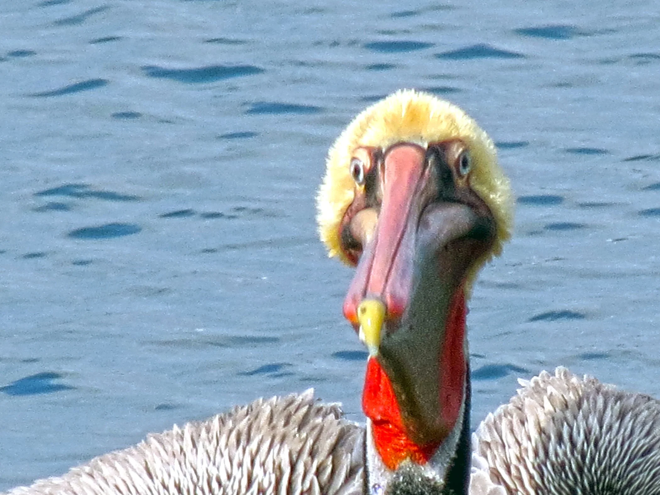 Pelican_0557 copy.jpg