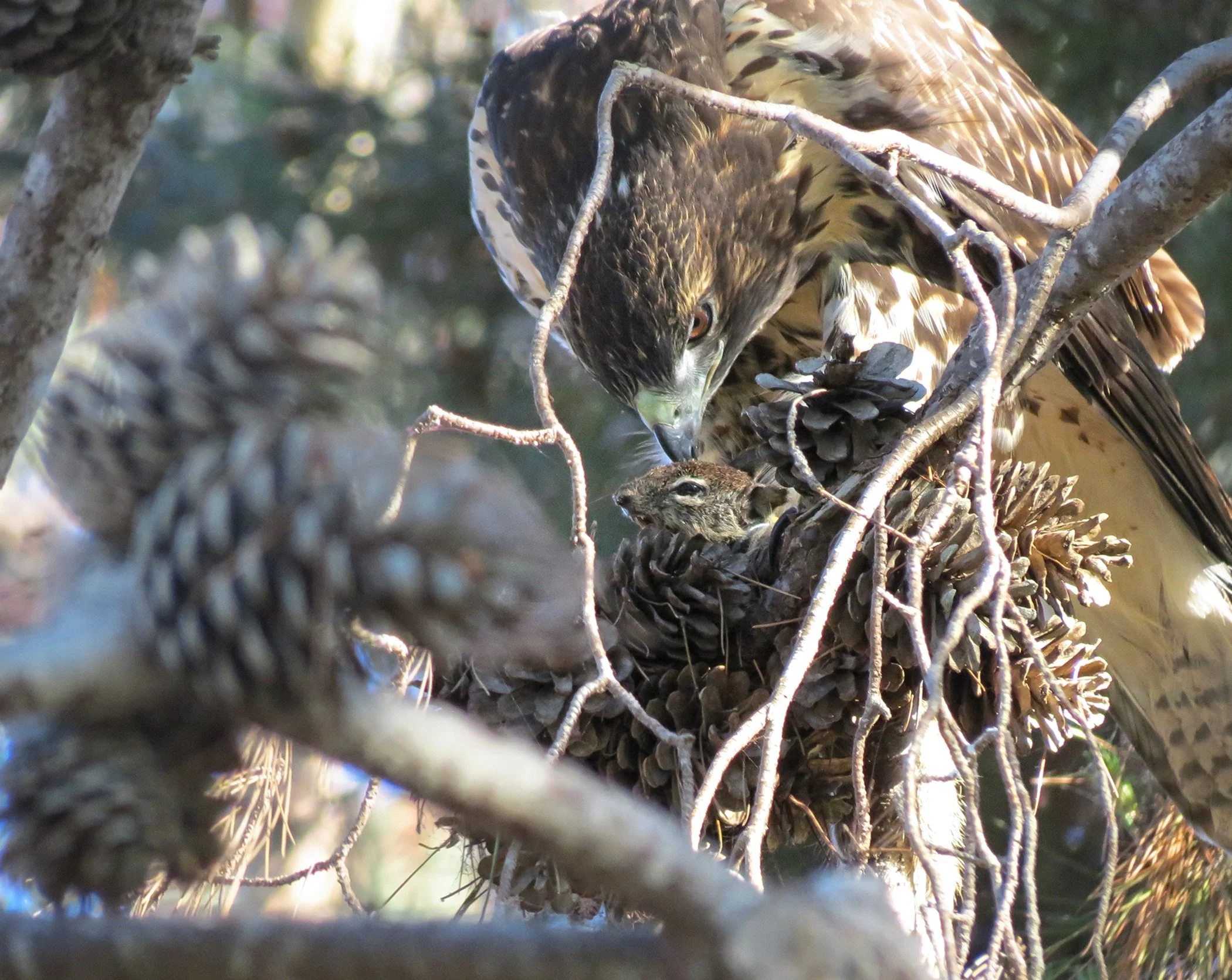 Hungry Hawk_9634 copy.jpg