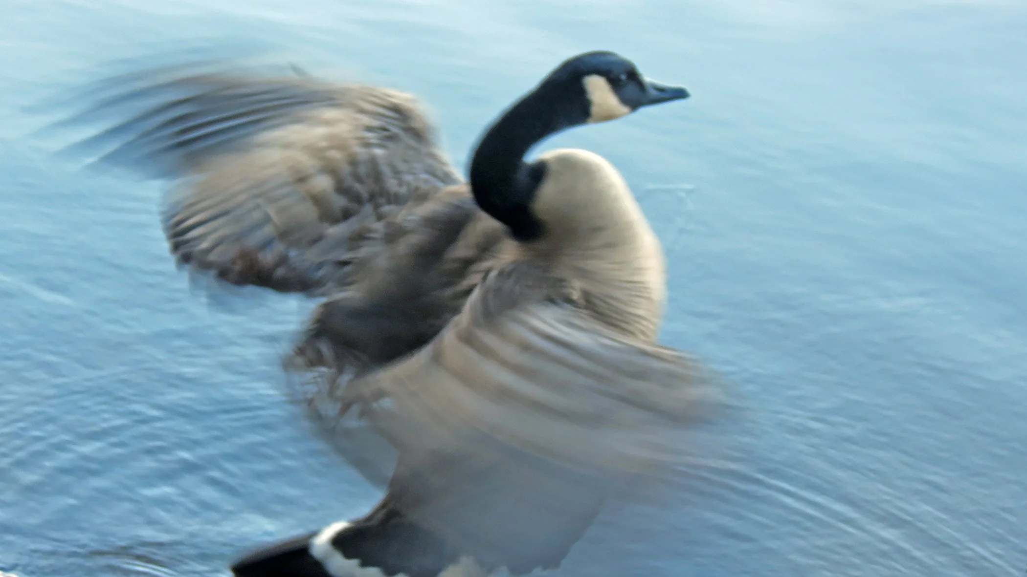 Canadian_4840 copy.jpg