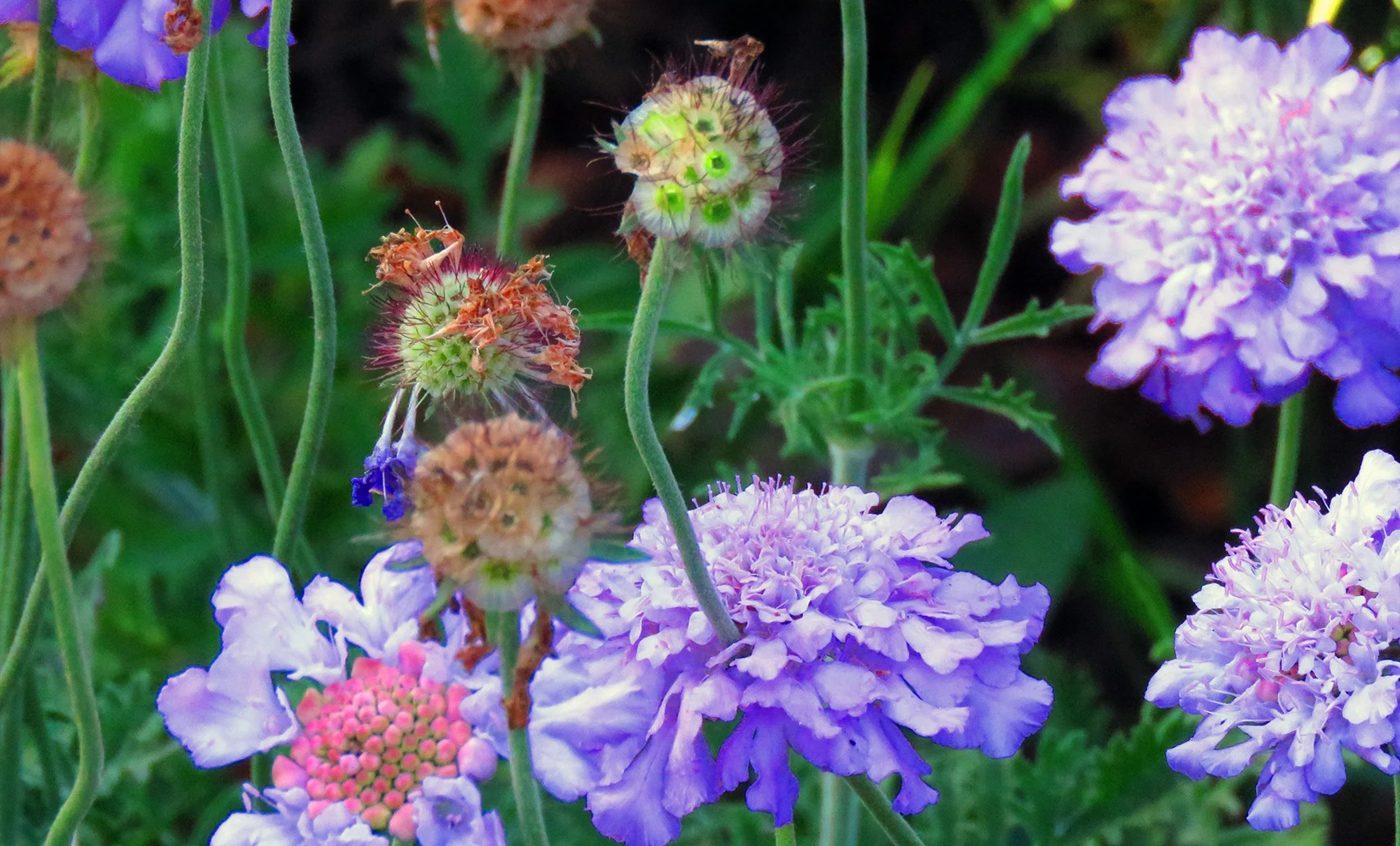 Flowers_4561 copy.jpg