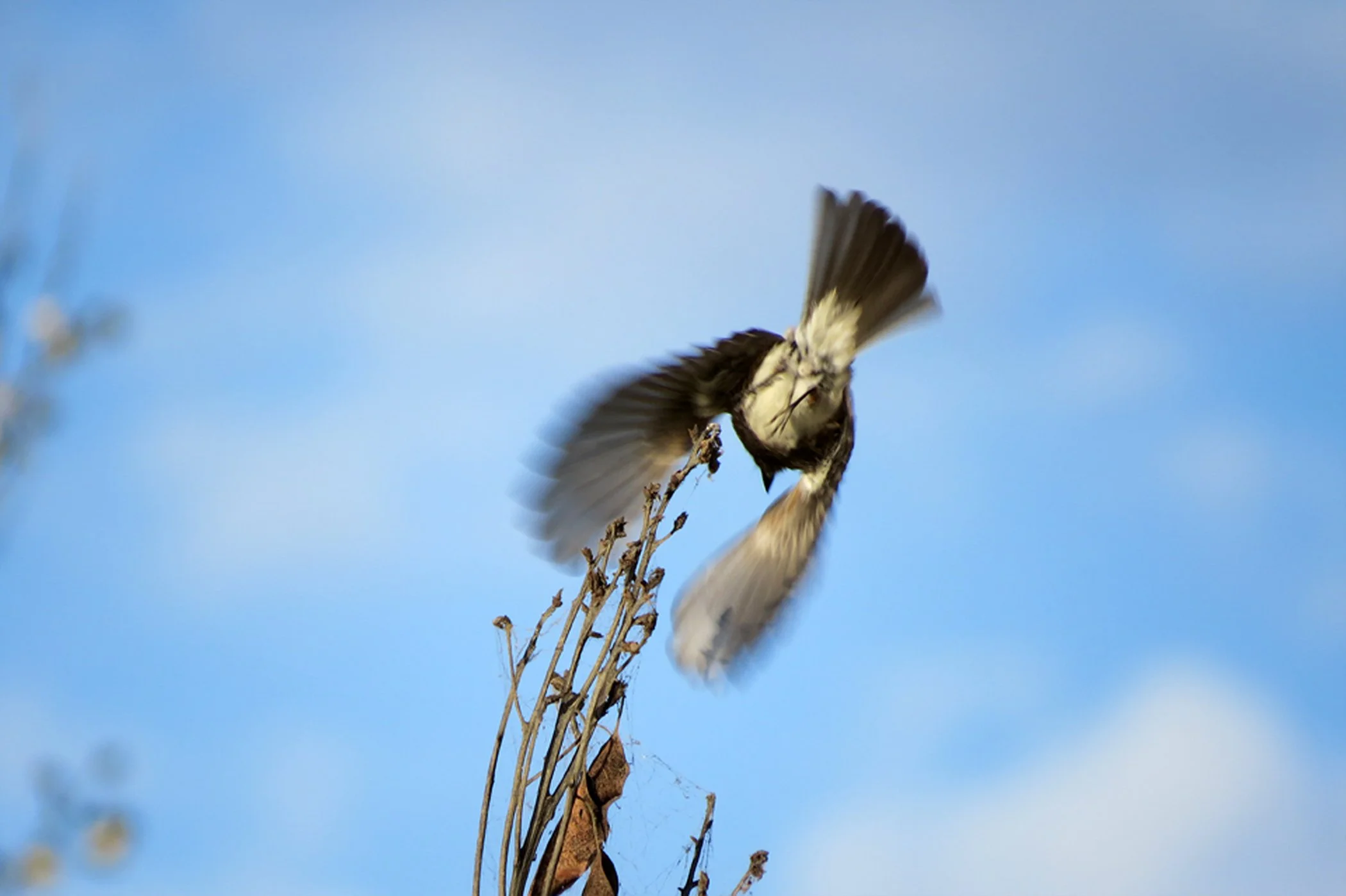 Flight_2401 copy.jpg