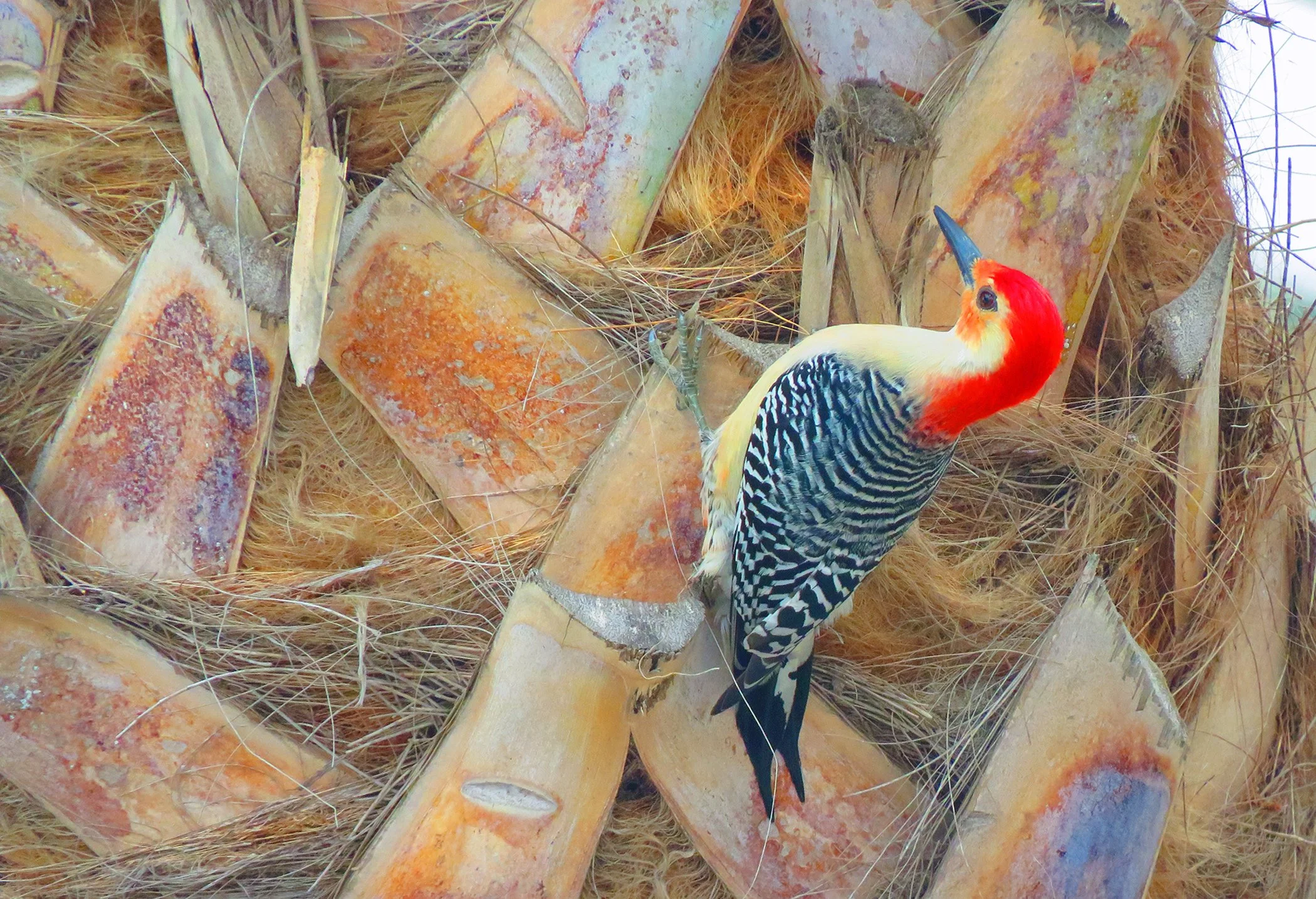 Florida Woodpecker_6679 copy.jpg