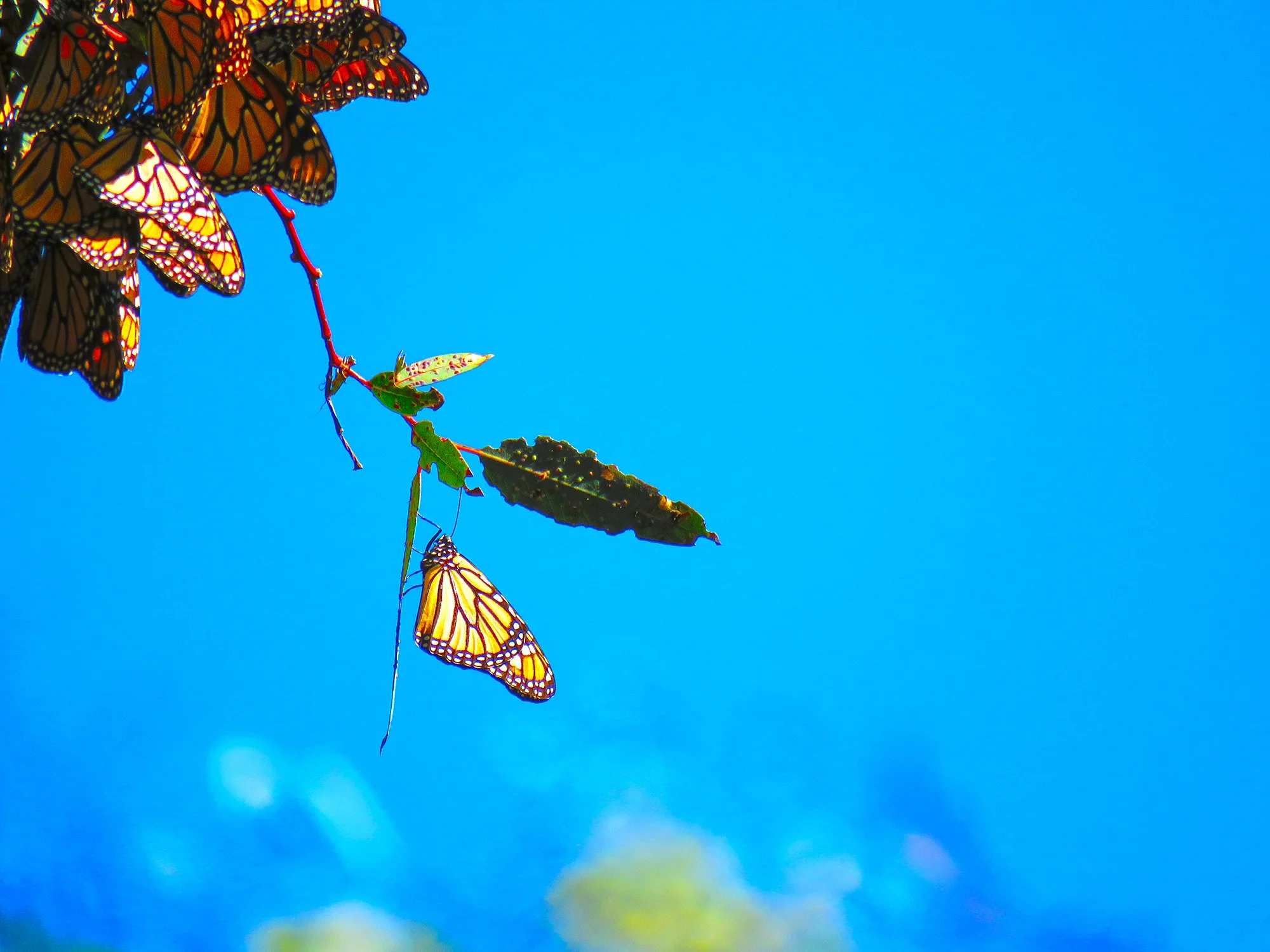 60  Butterflys_0504.jpg