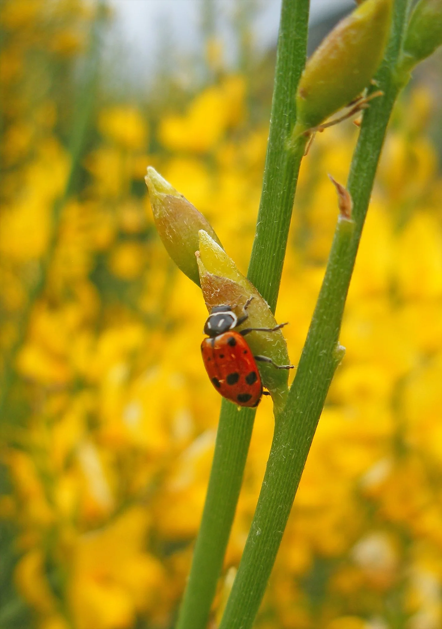 Lady Bug 8087 V copy.jpg