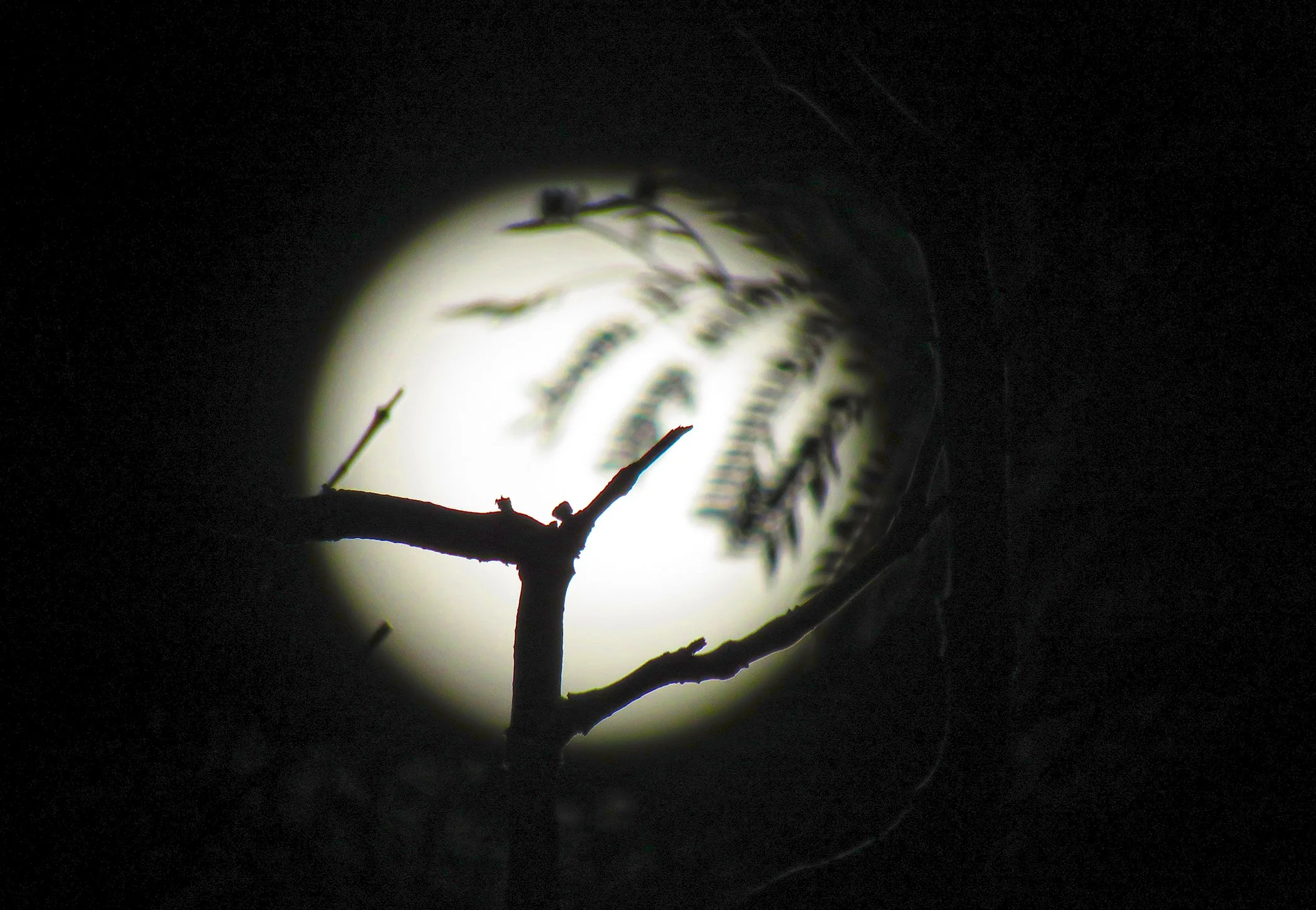 Zen Moon_4313 copy.jpg