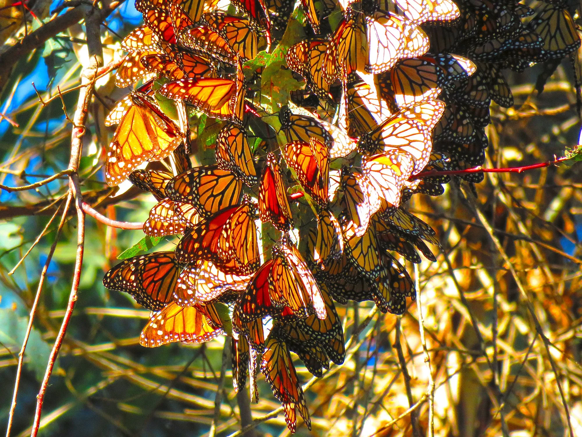 75 Butterflys_0590.jpg