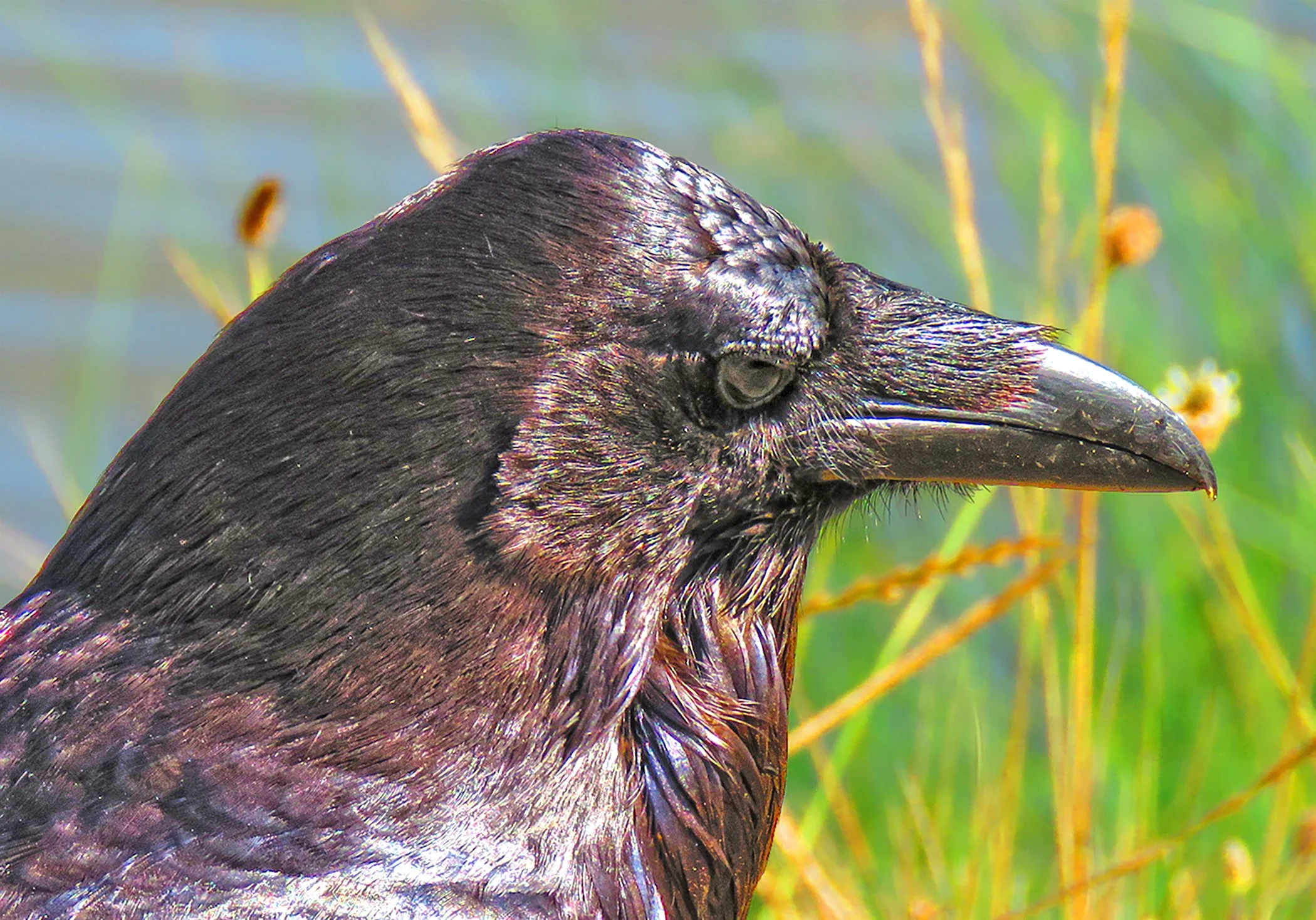 Raven_5487 copy 2.jpg