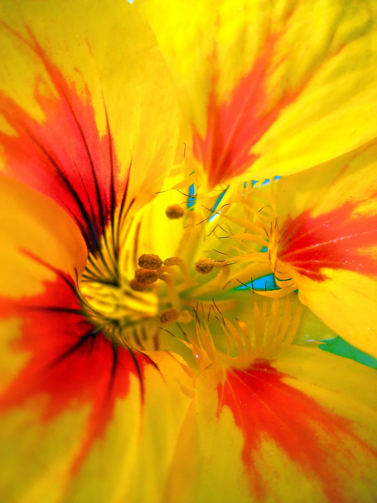 Nasturtium 6380 copy.jpg