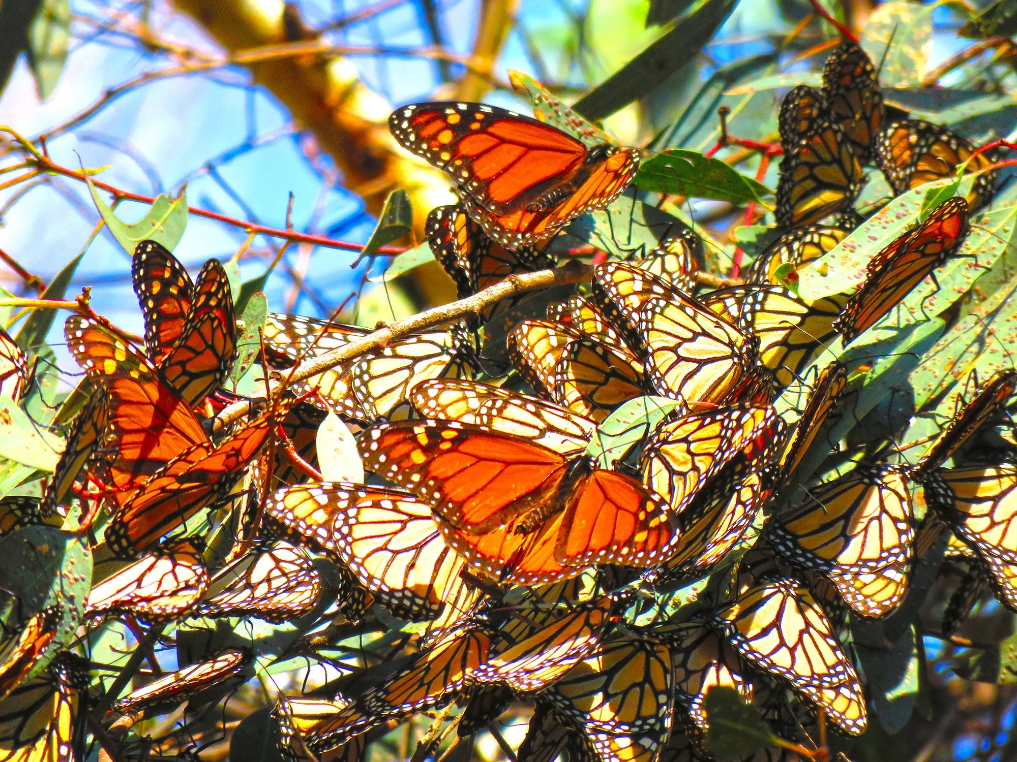 70 Butterflys_0937.jpg