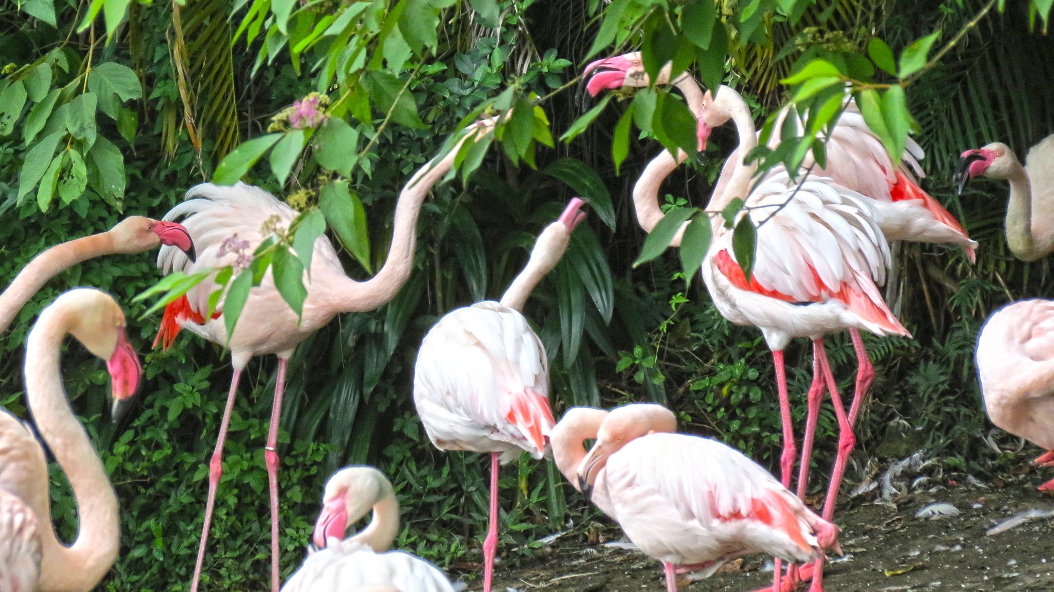 Flamingo_3837 copy.jpg