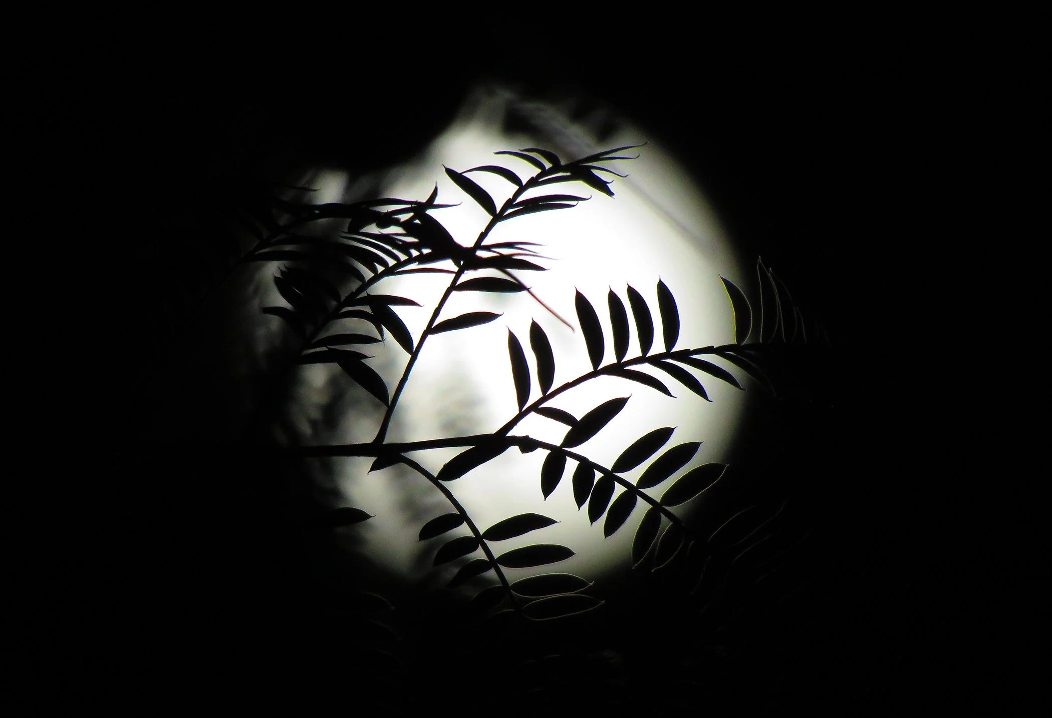 Zen Moon_4308 copy.jpg