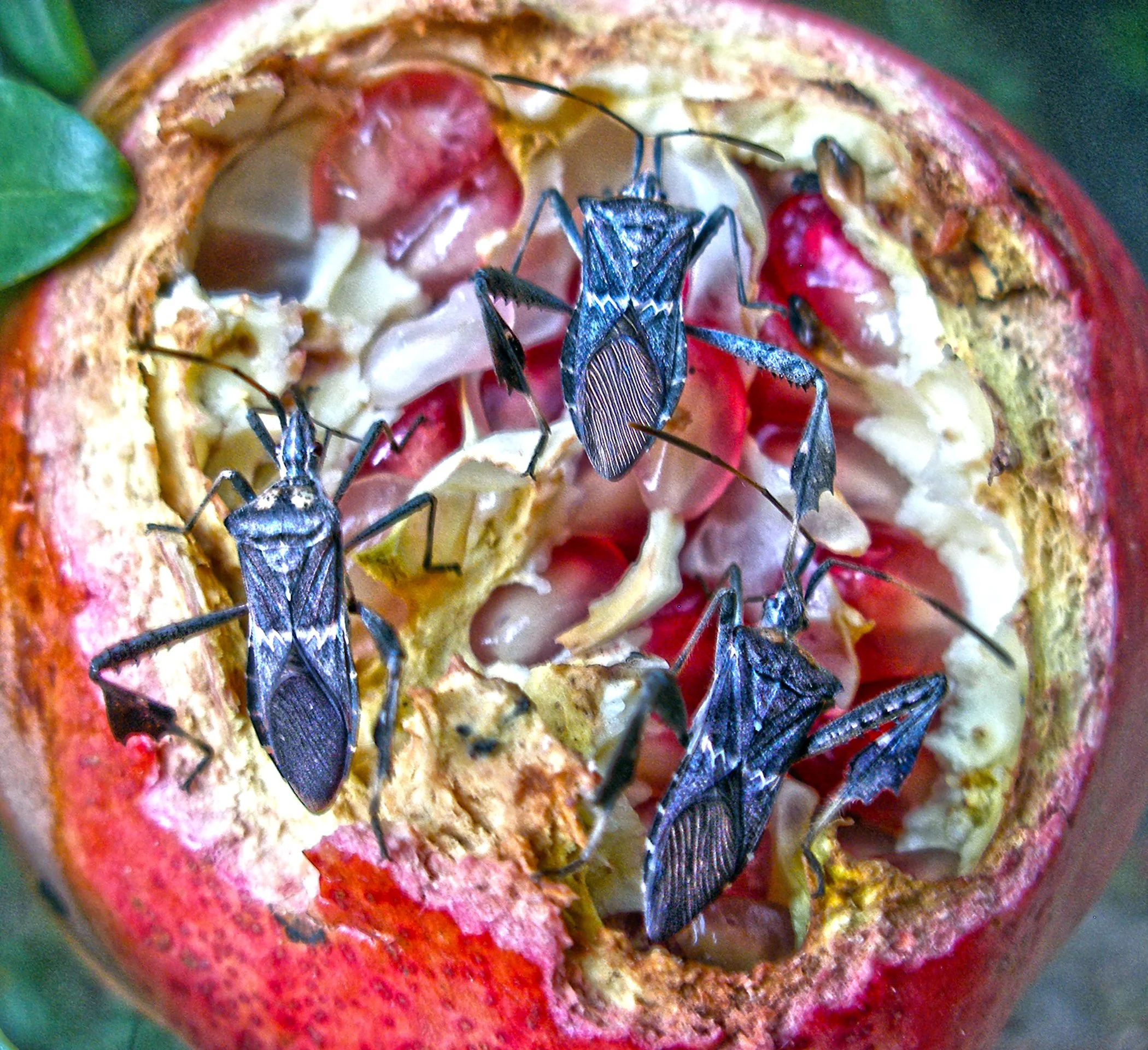 Poemgranite Bugs DSCF8070 V.jpg