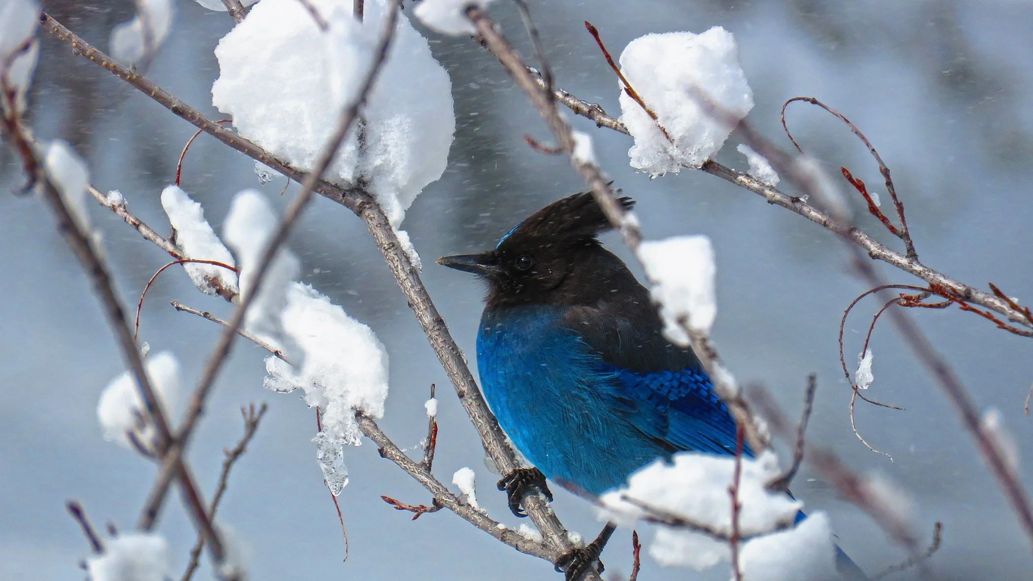 Blue Jay_1515 copy.jpg