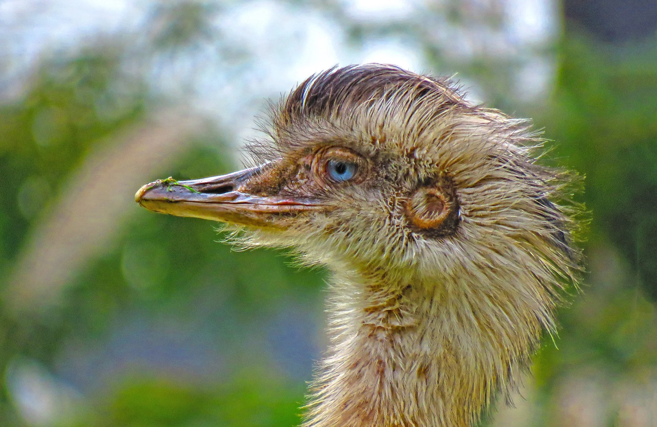 Ostrich_7668 file copy.jpg