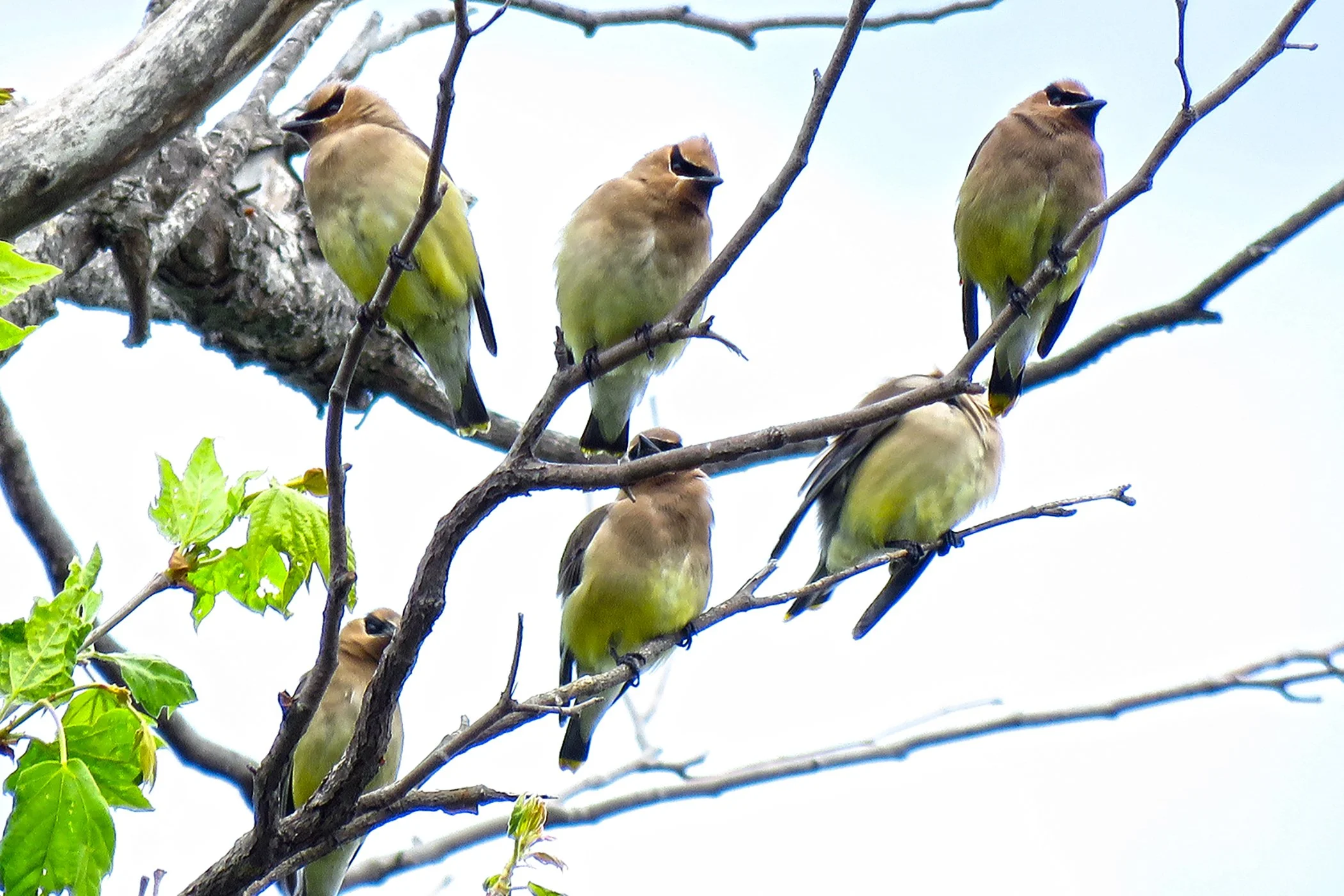 WaxWings_9221 copy.jpg