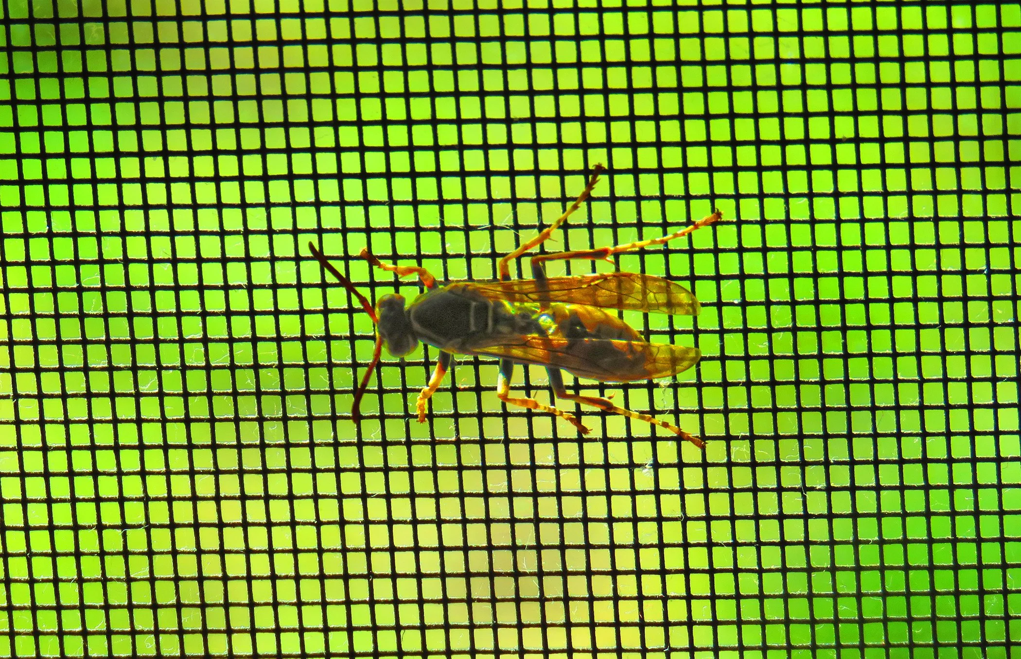 Wasp_2467 copy.jpg
