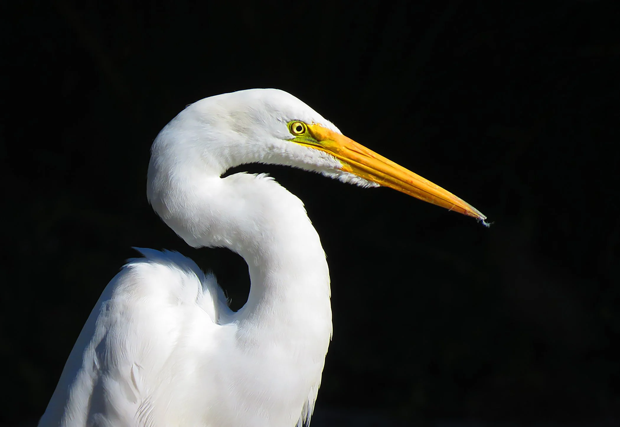 White Heron_2359 copy.jpg
