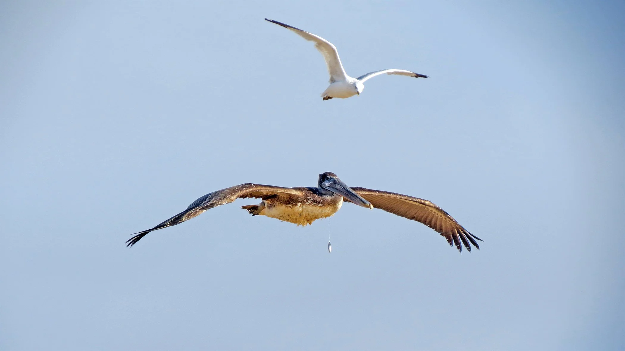 Pelican Gull_8762 copy.jpg
