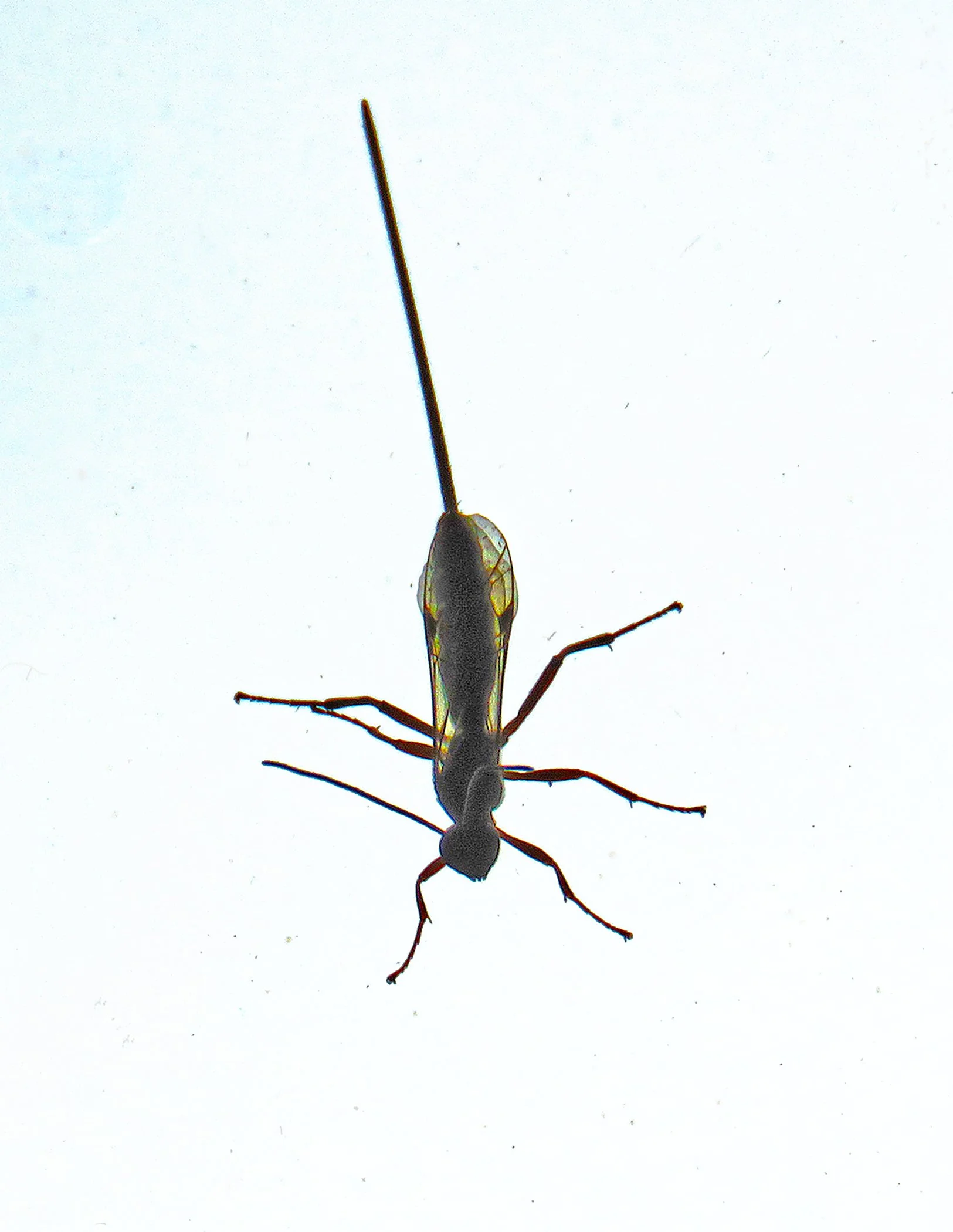 Skitter_2215 Verticle copy.jpg